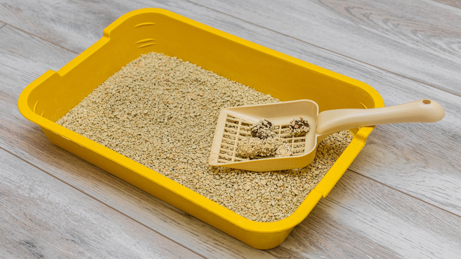 cat litter cleaning. pet waste.