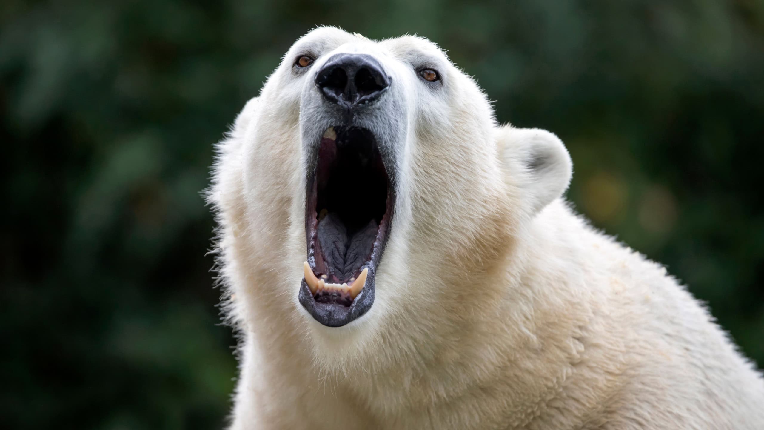 Polar bear close-up