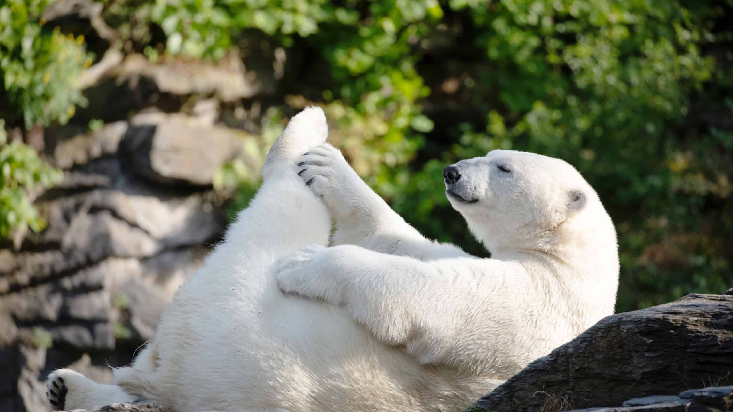 Funny white polar bear sitting in funny pose and playing in Berlin zoo. Nature animal background. protection wild animals and global warming concept