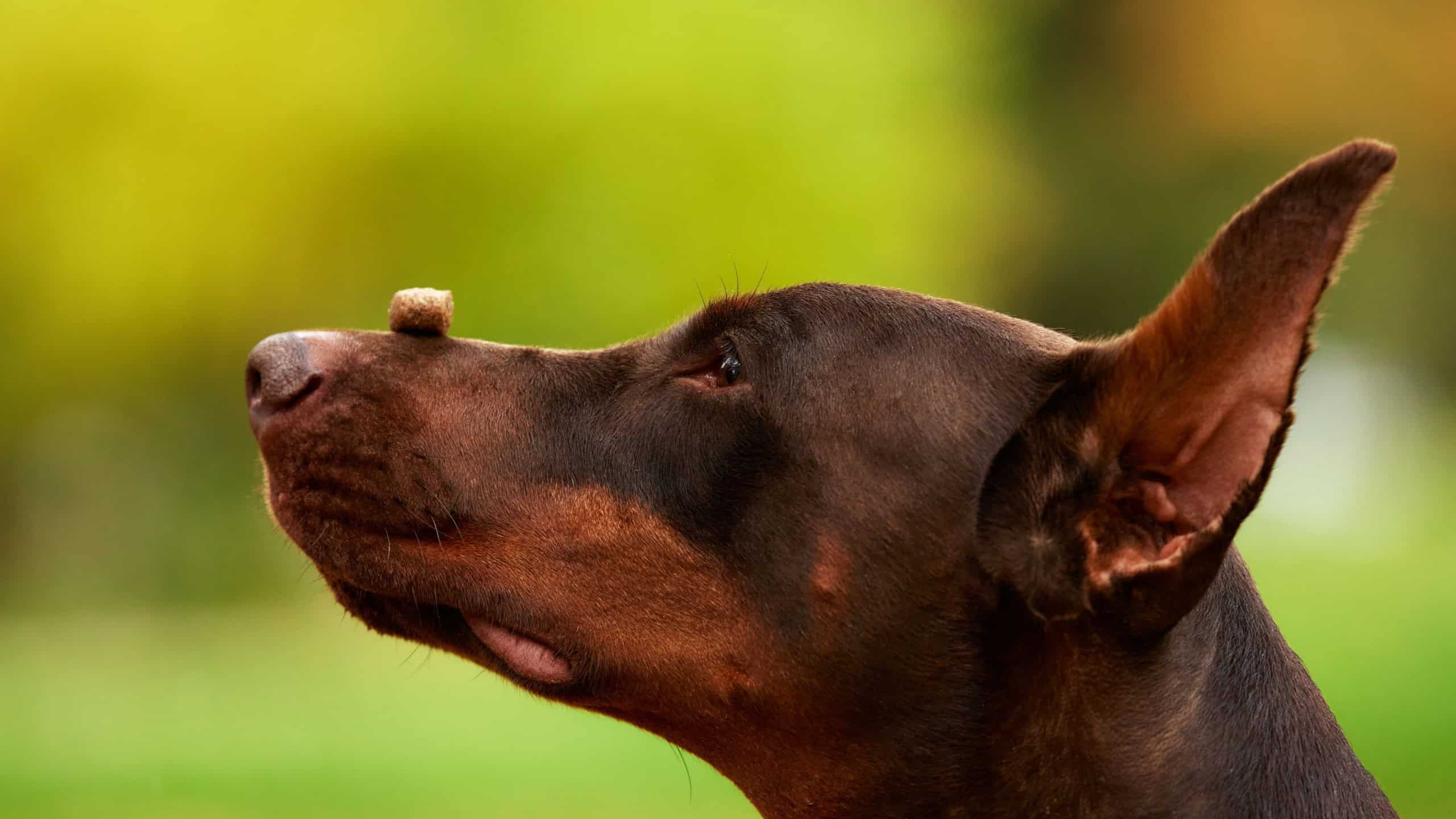 Close-up of a Doberman pinscher with a treat on his nose outdoors in an autumn park. Caring owner training his dog. Human and pet are happy together. Love and care for pets concept.