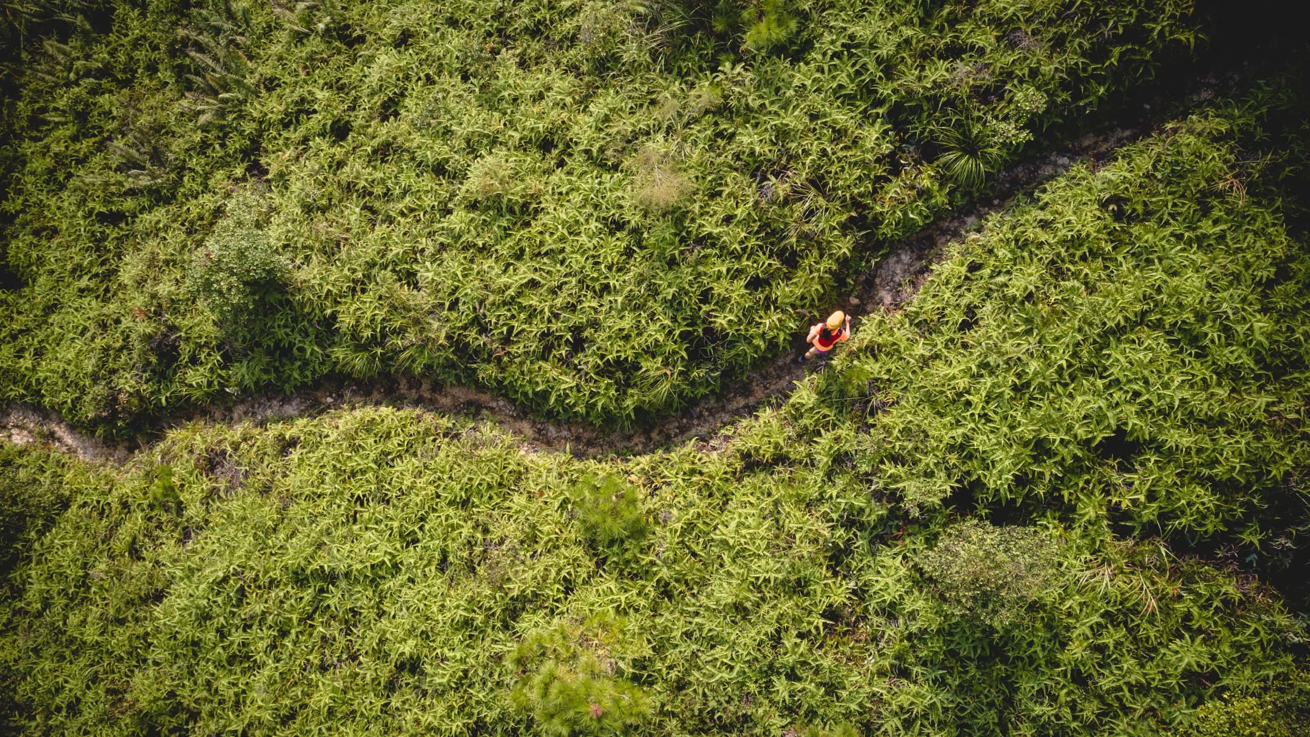 Aerial view of woman ultra marathon runner running on tropical rainforest trail