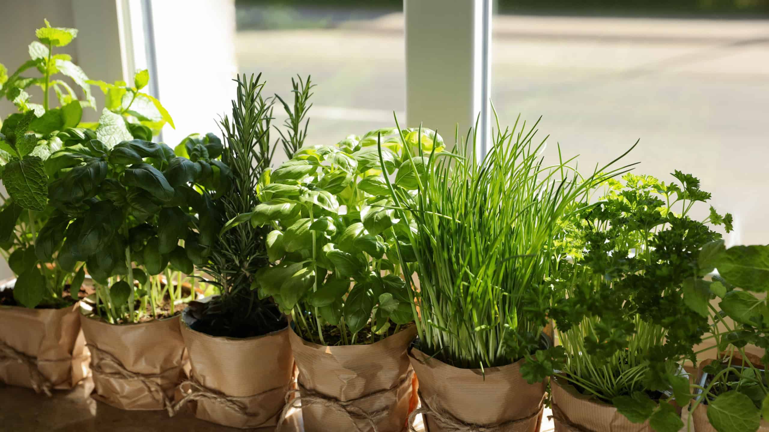Different aromatic potted herbs on windowsill indoors