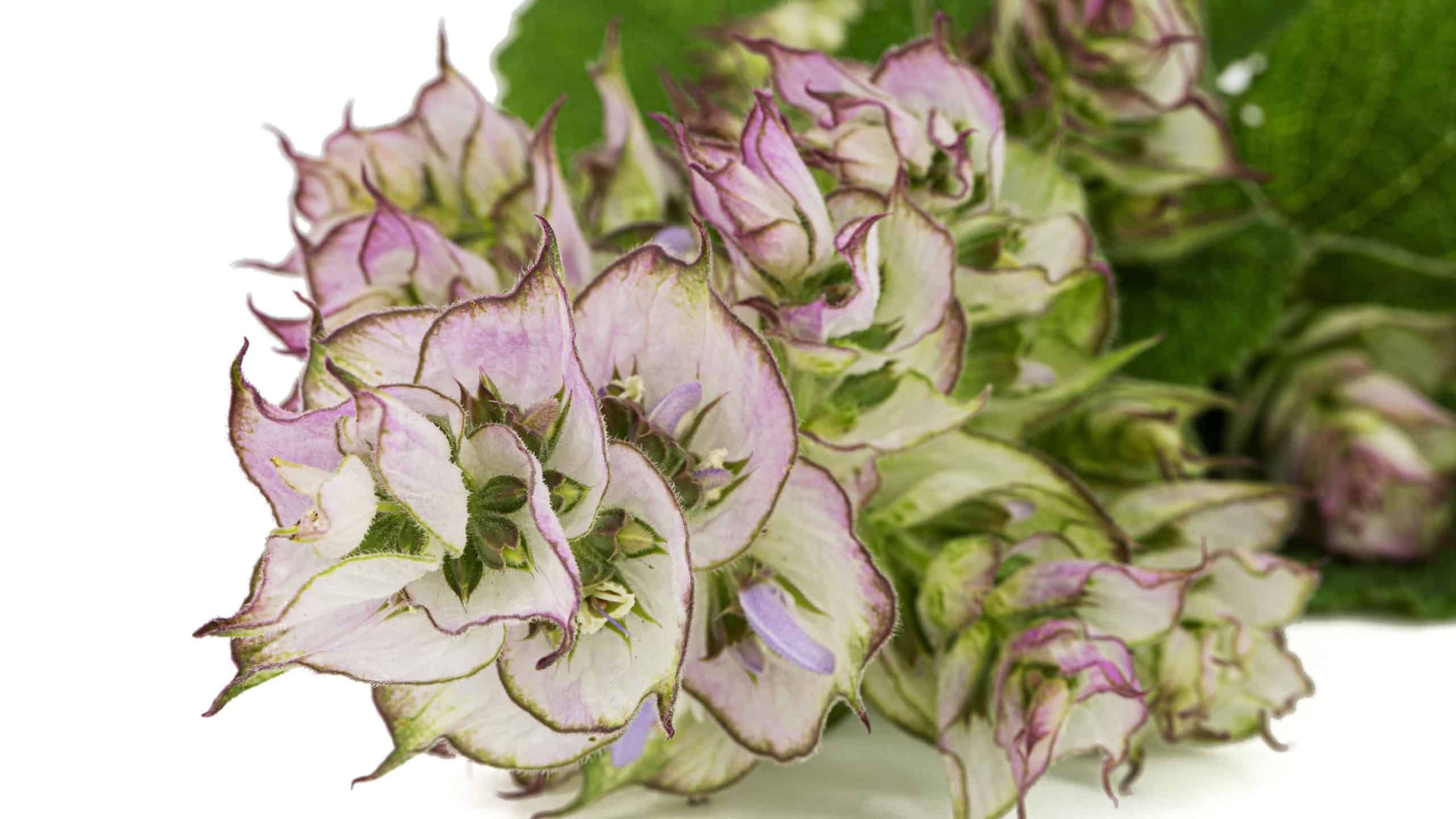 Inflorescences clary sage, lat. Salvia sclarea, isolated on white background