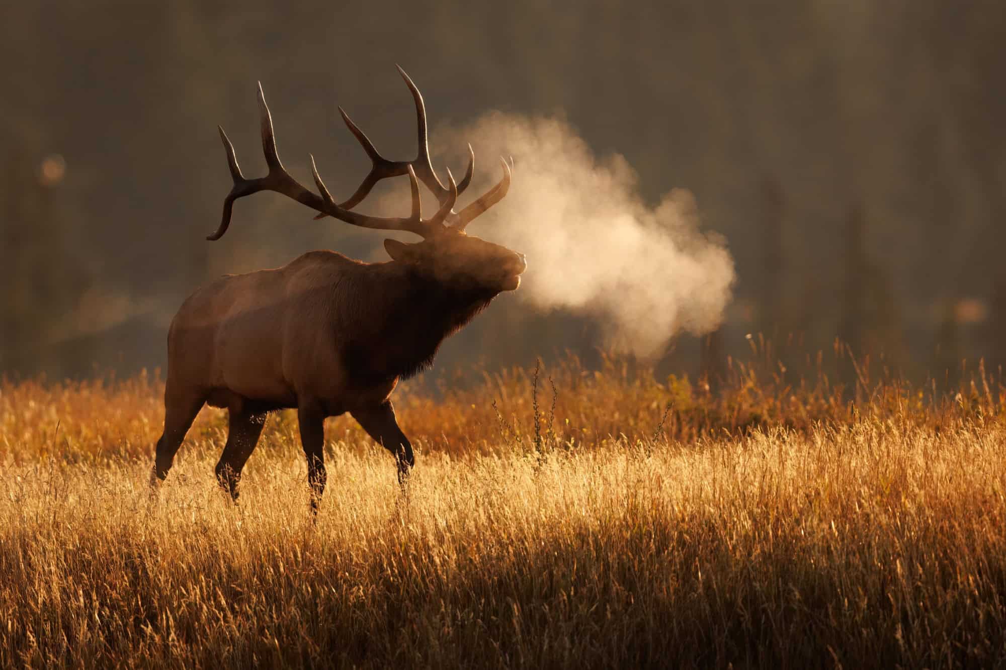Bull elk at sunrise on a cold morning