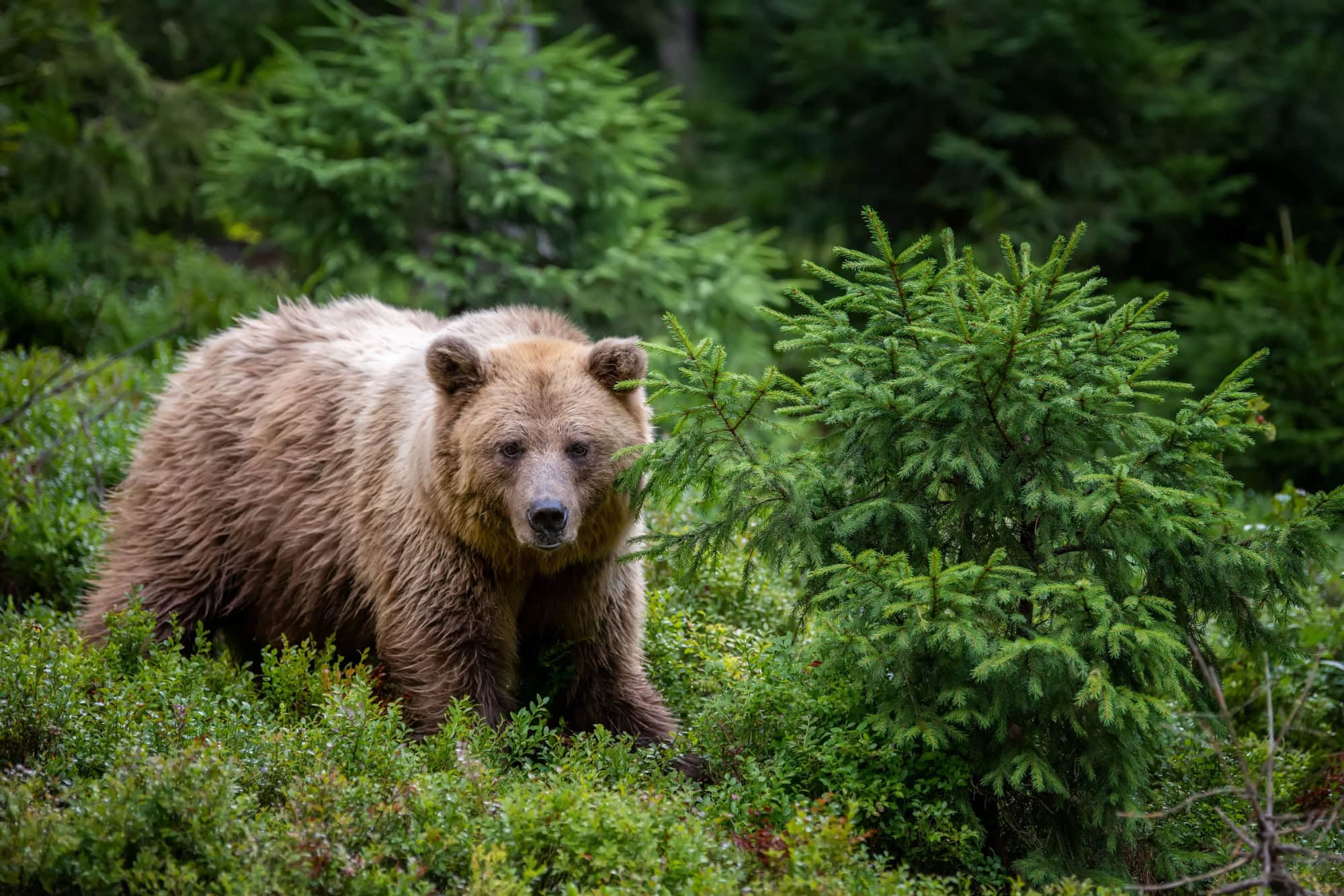 Wild Brown Bear (Ursus Arctos) in the summer forest. Animal in natural habitat. Wildlife scene
