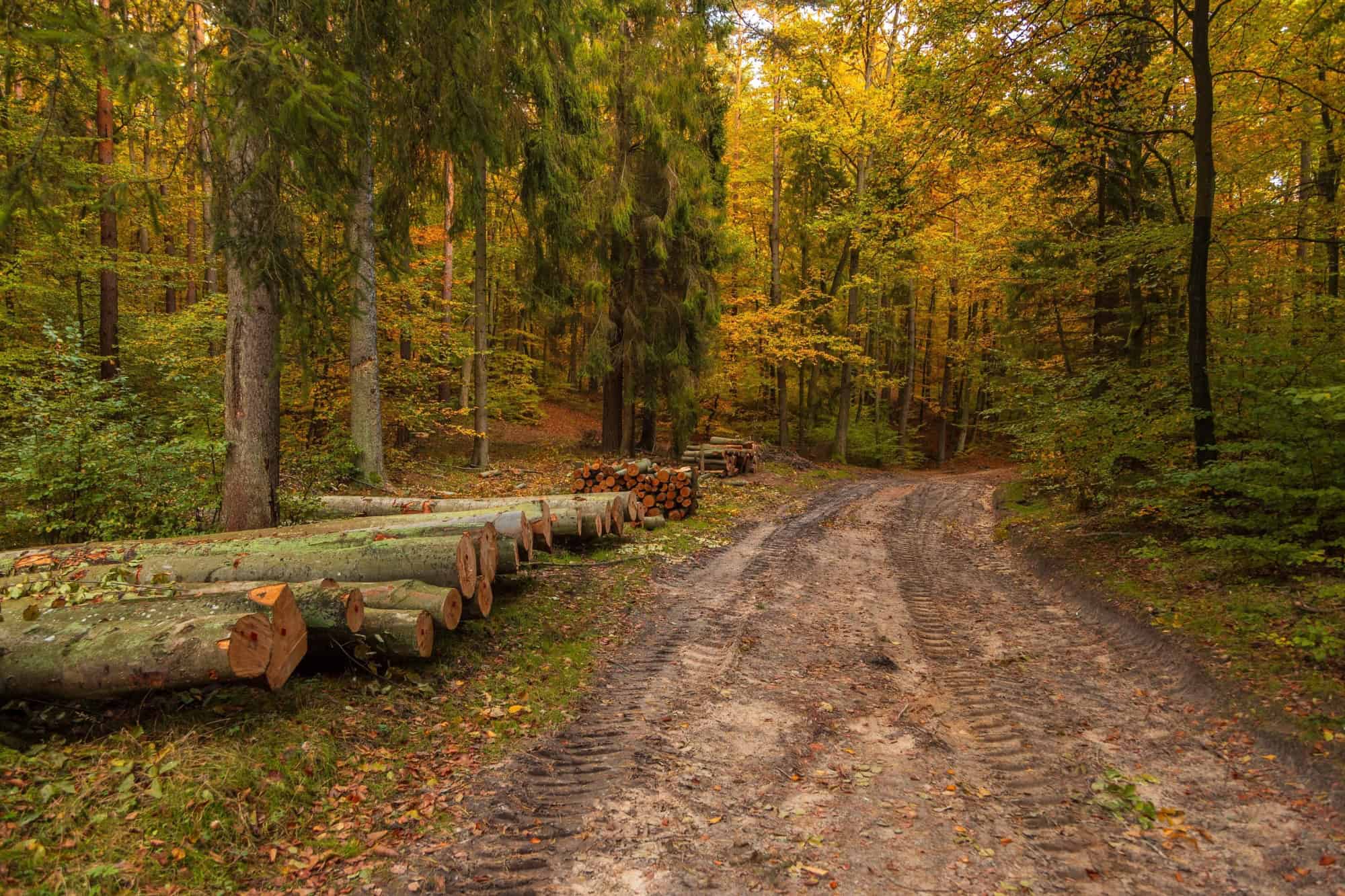 Logs stacked along a muddy forest path surrounded by colorful autumn trees i