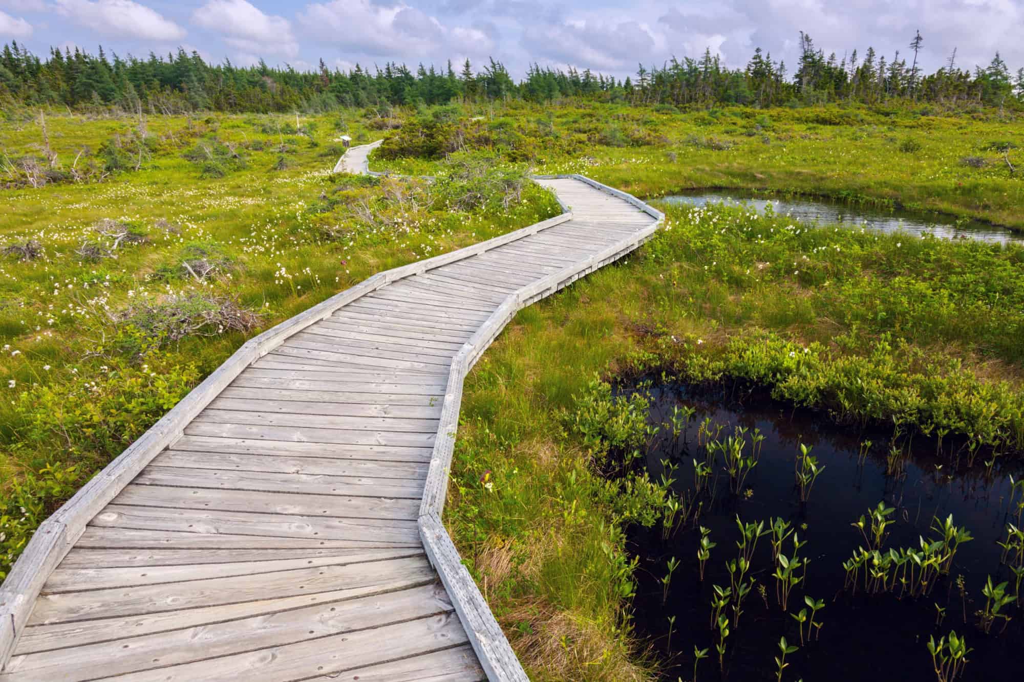 Pathway in Cape Breton Highlands National Park in Nova Scotia. Nova Scotia, Canada.