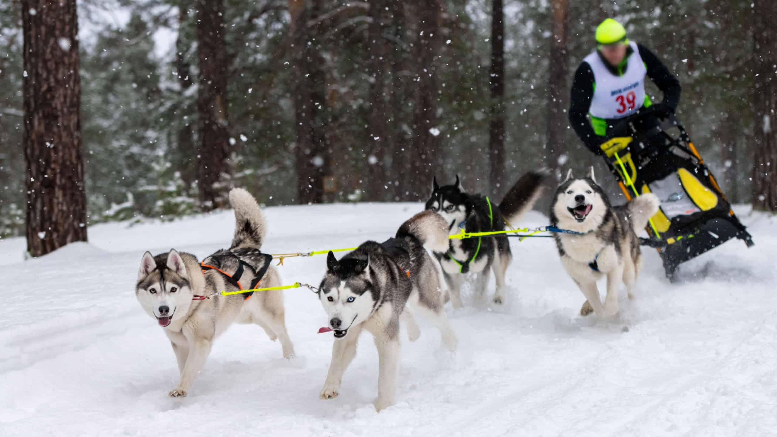 Sled dog racing. Husky sled dogs team pull a sled with dog driver. Winter competition.