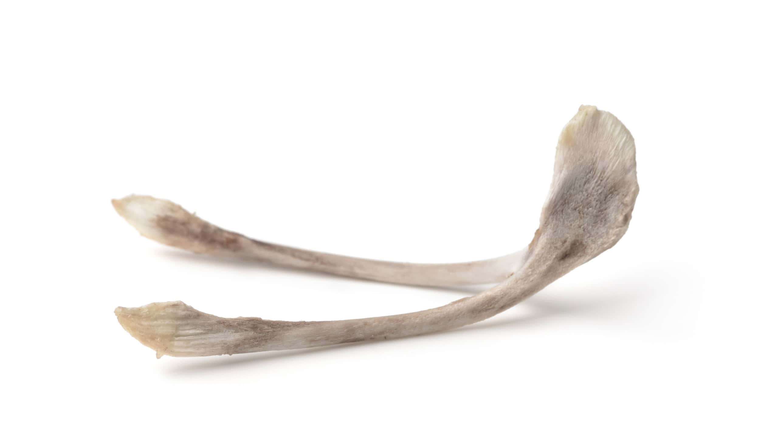 Chicken wishbone isolated on white