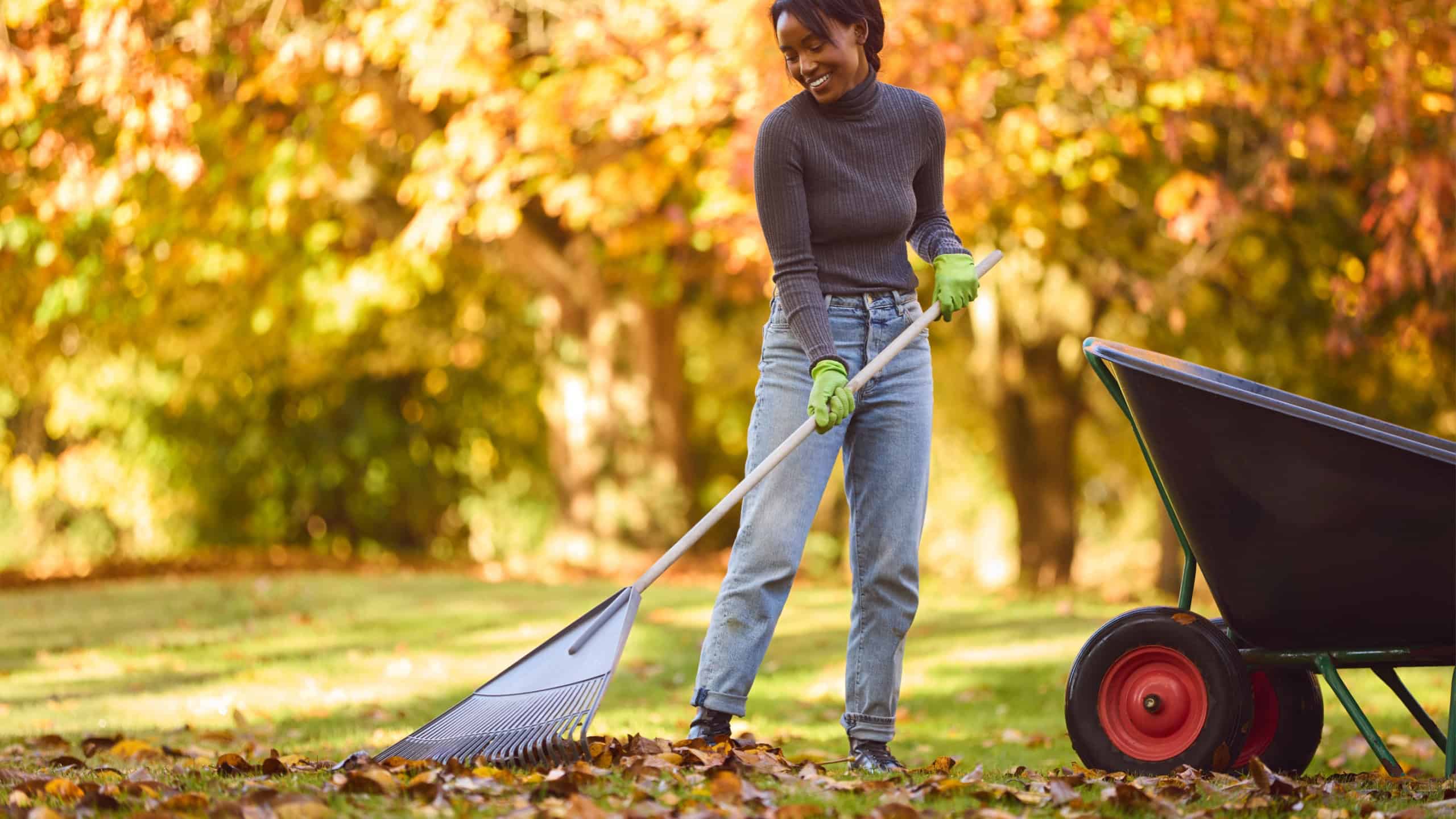 Young Woman With Barrow Raking Leaves In Autumn Garden