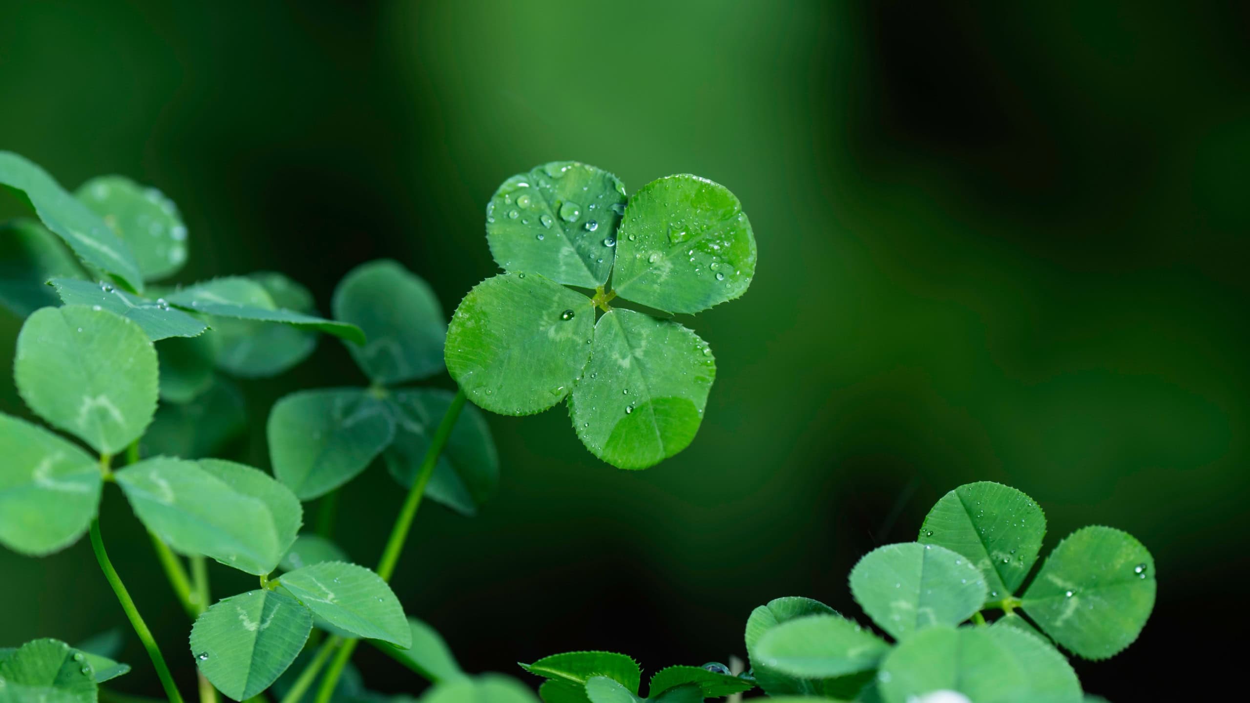 A four-leaf clover with water droplets on a rainy day
