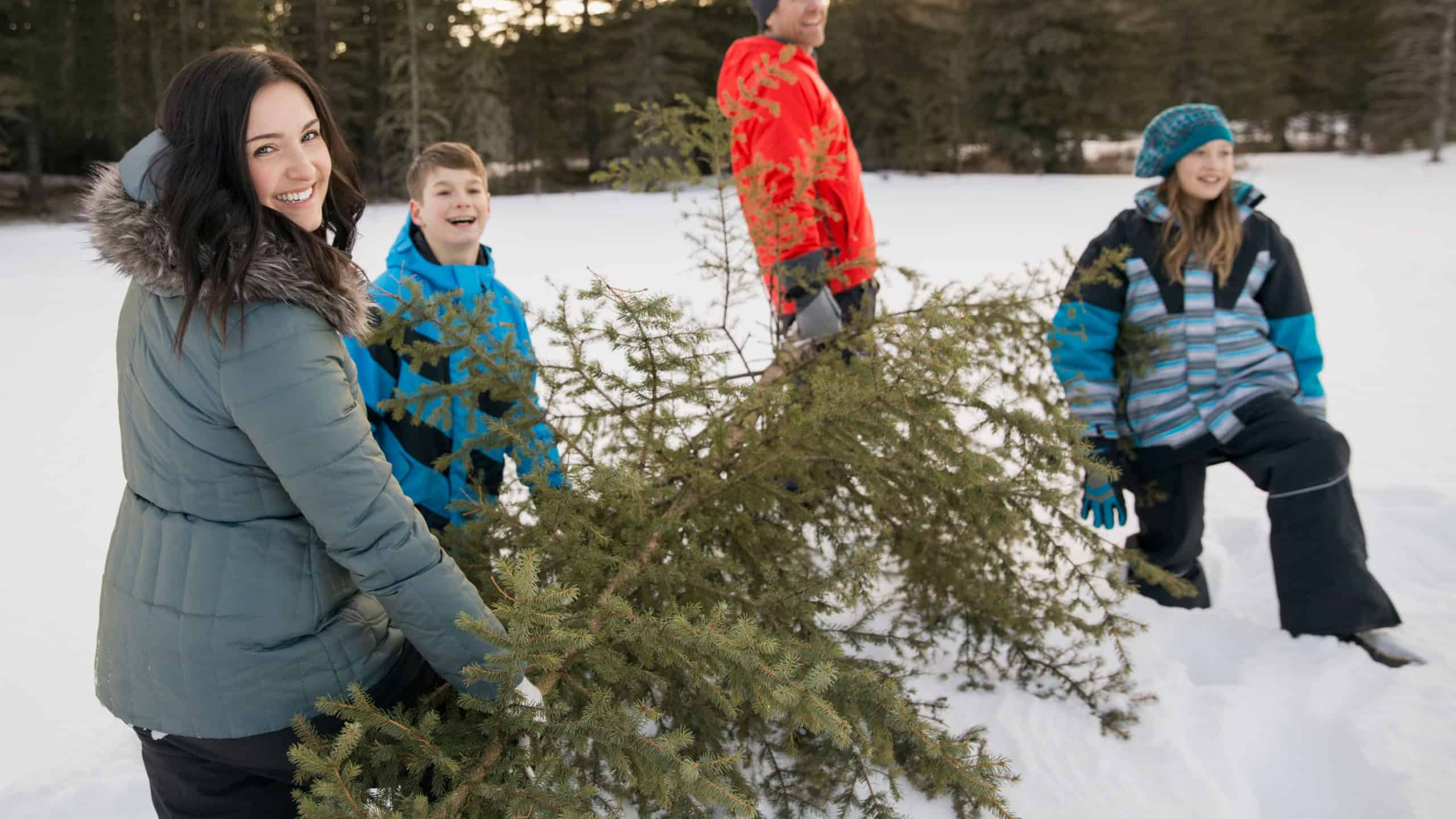 Family carrying cut down Christmas tree in snow