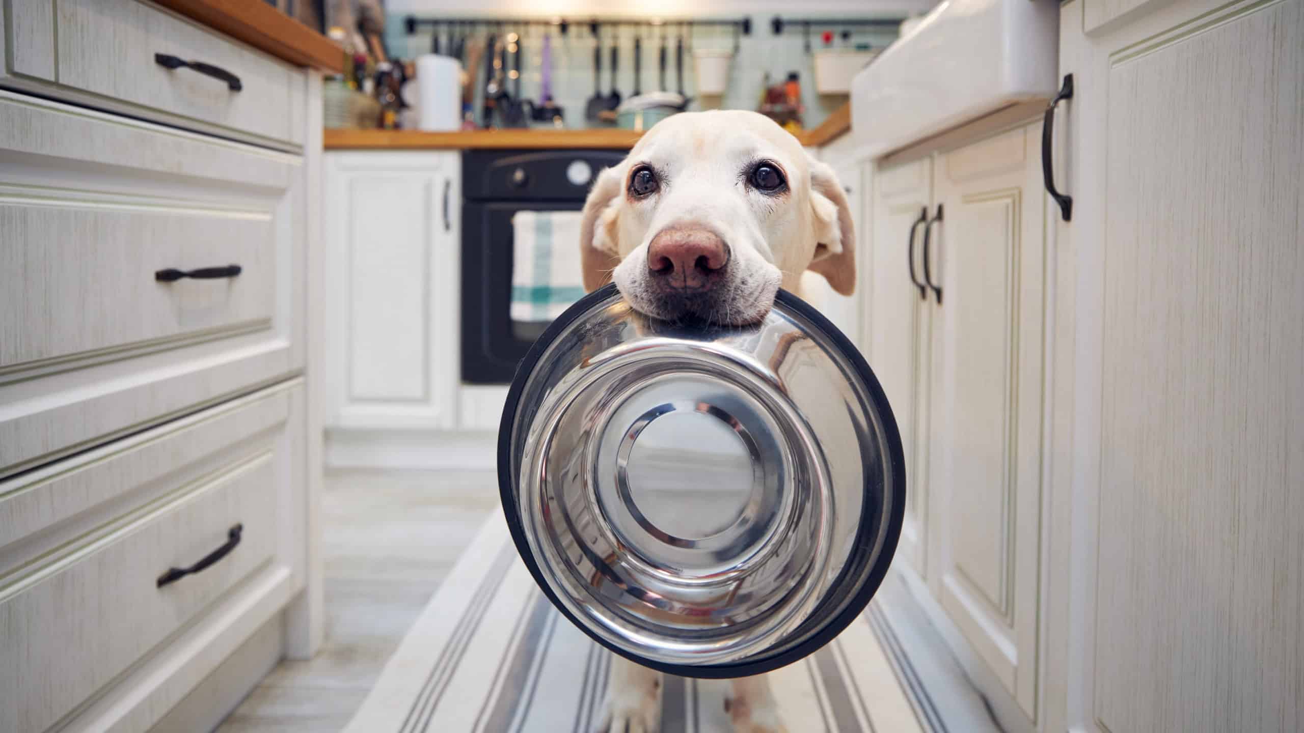 Hungry dog with sad eyes is waiting for feeding at kitchen. Cute labrador retriever is holding dog bowl in his mouth at home.