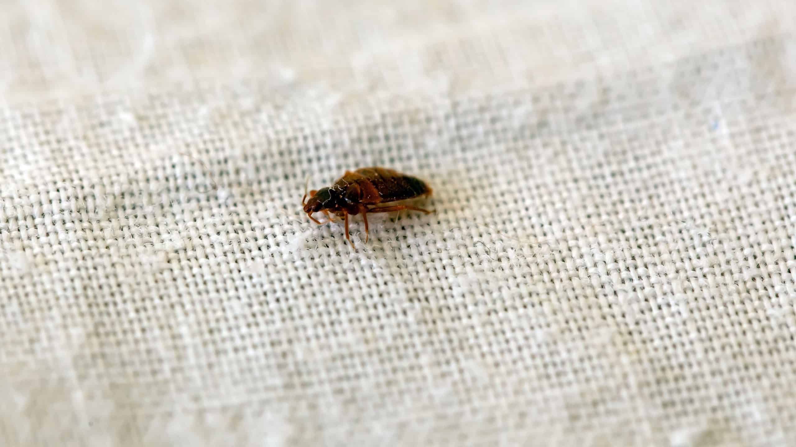 A bed bug, Cimex lectularius, on a bed sheet.