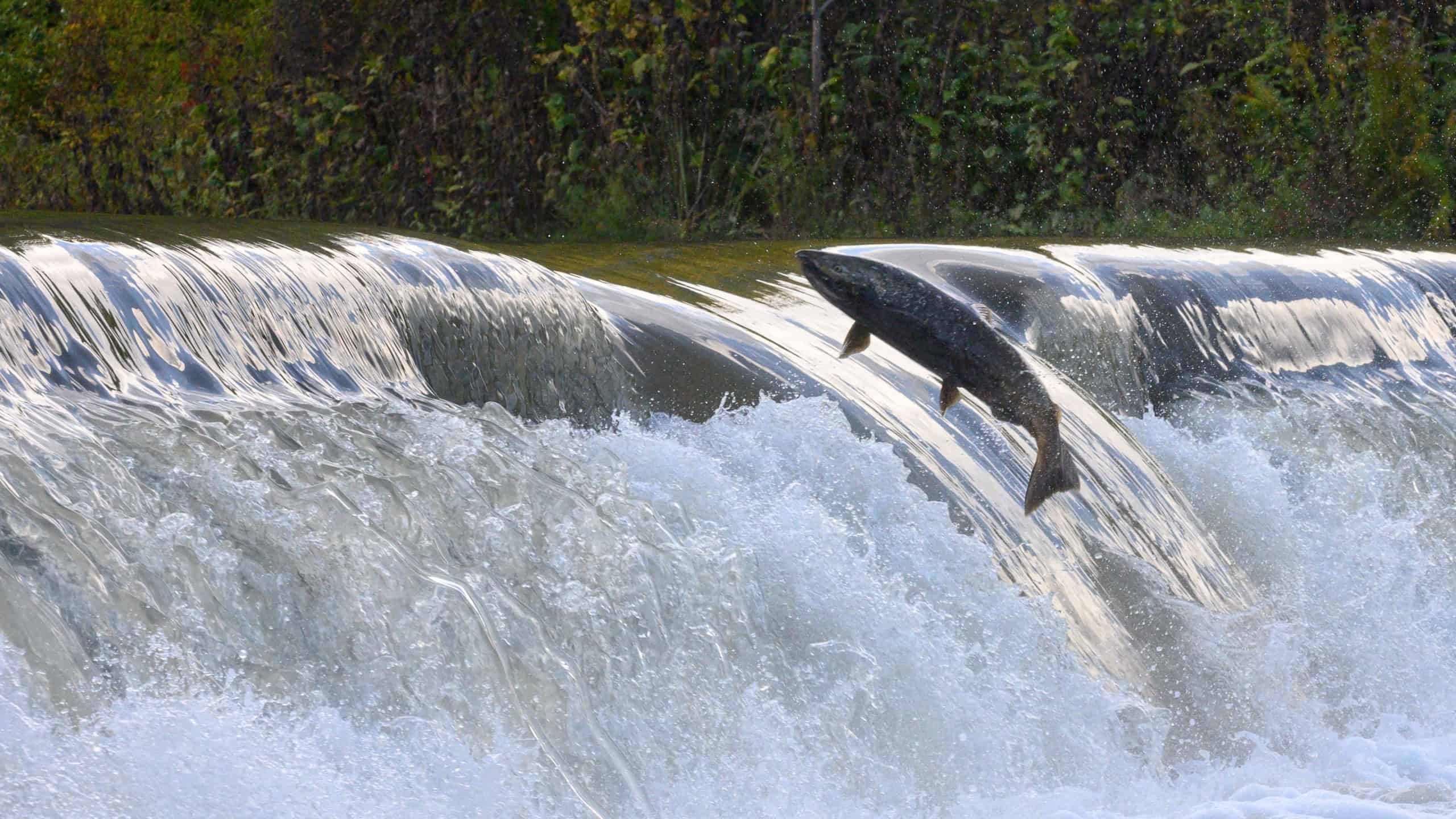 Salmon Run on the Humber River at Old Mill Park in Canada