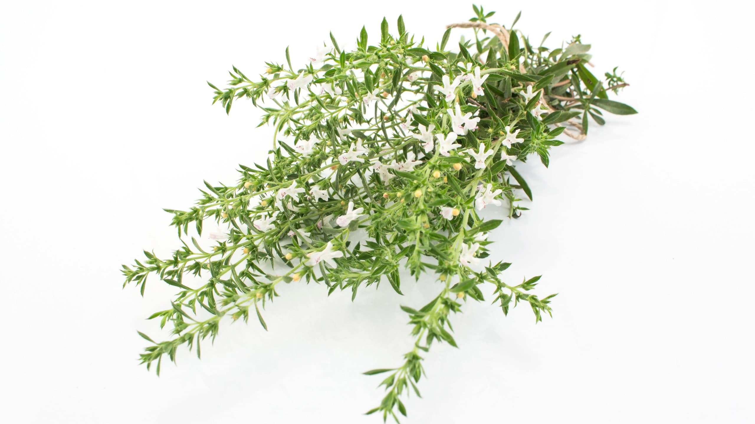 Summer Savory , Satureja Hortensis,