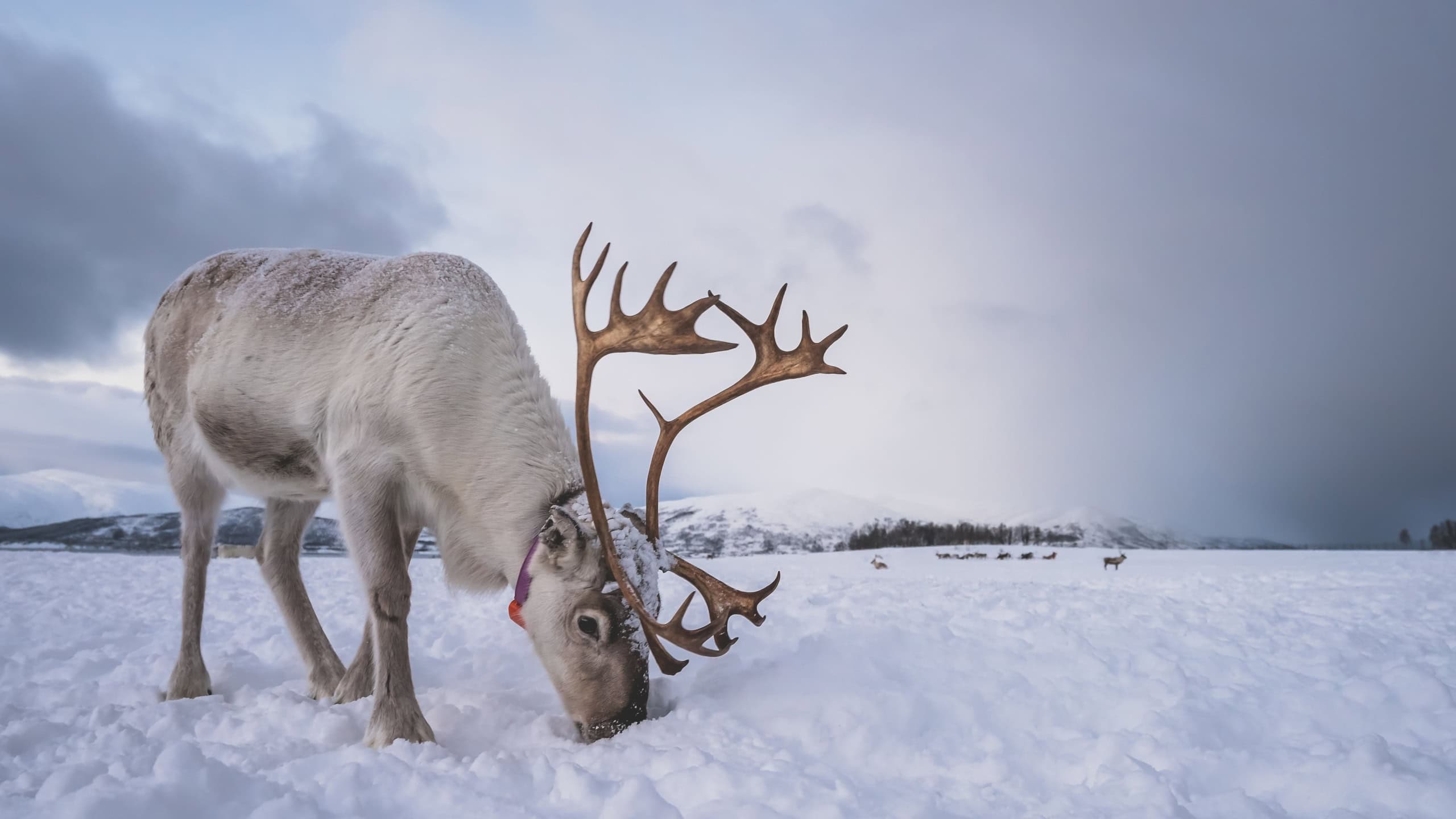Portrait of a Caribou with massive antlers digging in snow in search of food