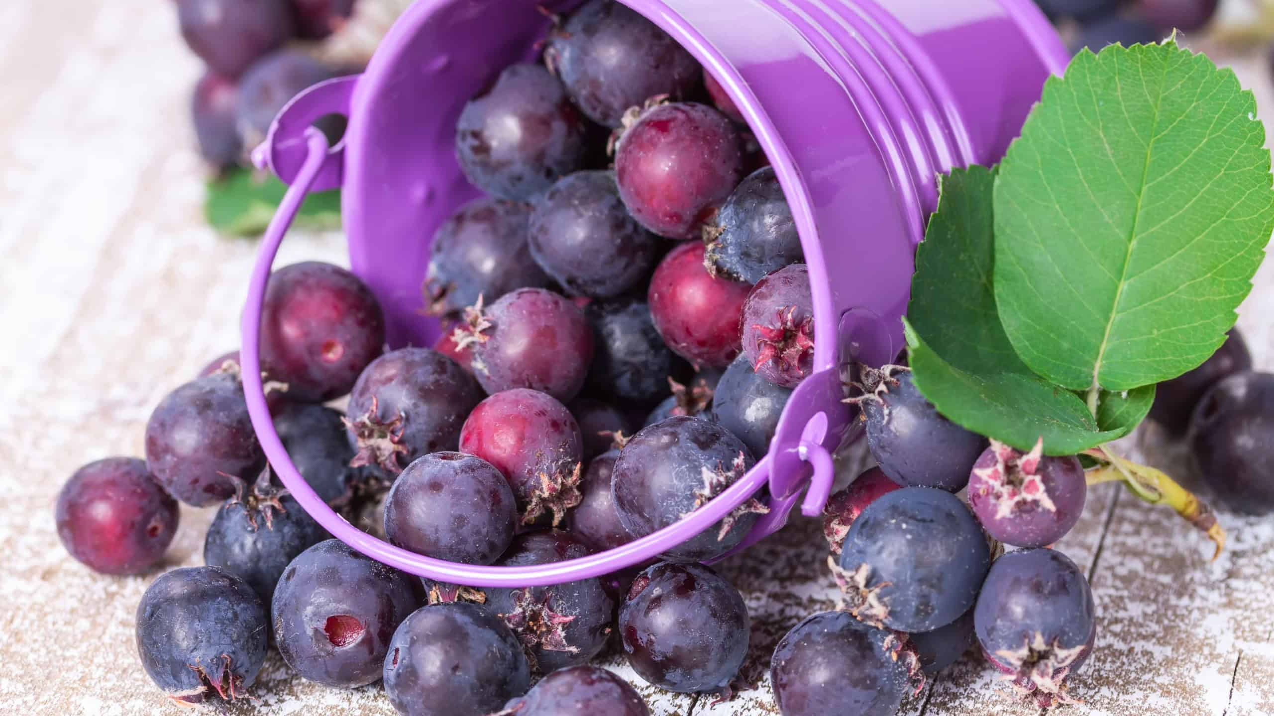 Wild berries spill out of the bucket on an old wooden board