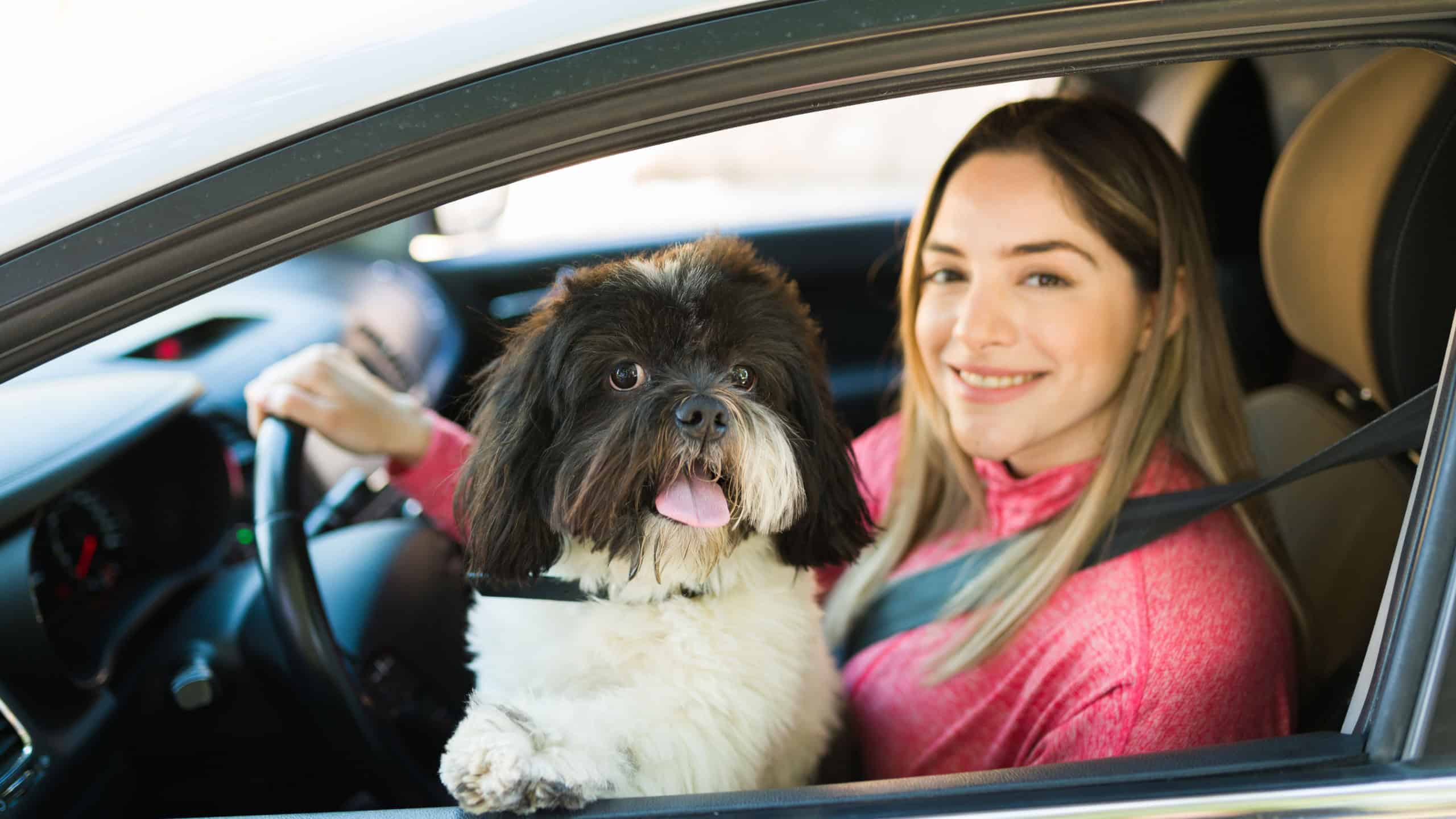 Happy beautiful dog standing in the lap of its owner and sticking its head out of the car. Happy attractive woman enjoying a car ride with her cute shih tzu