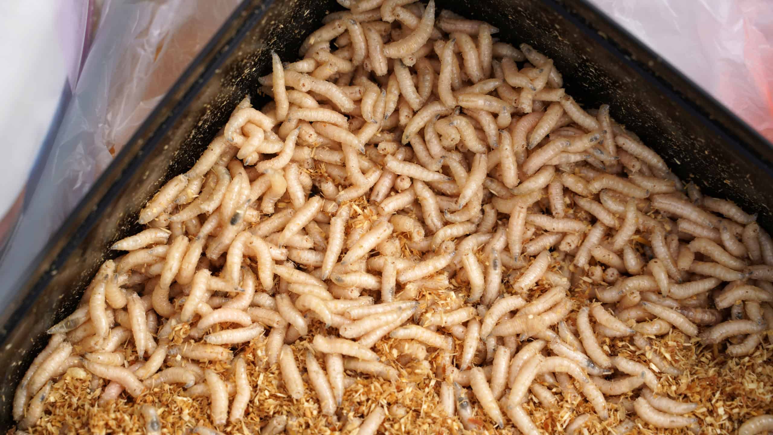 Maggots and fish food when fishing