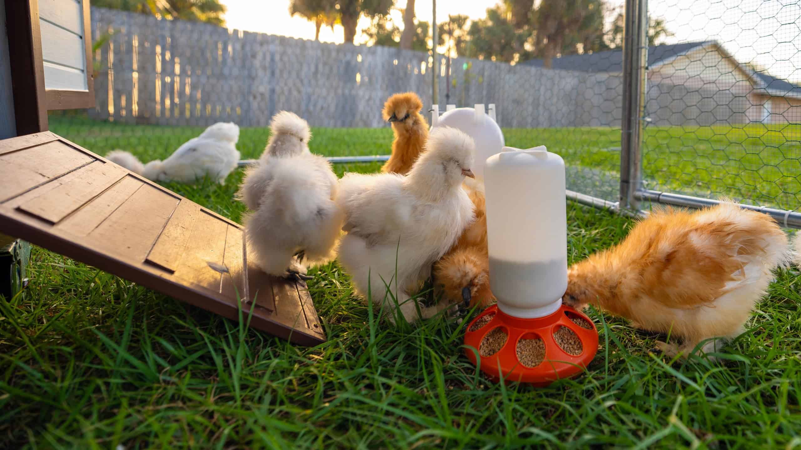 Domestic chicken in small backyard chicken coop. Silkie chicks sustainably raised in free range conditions