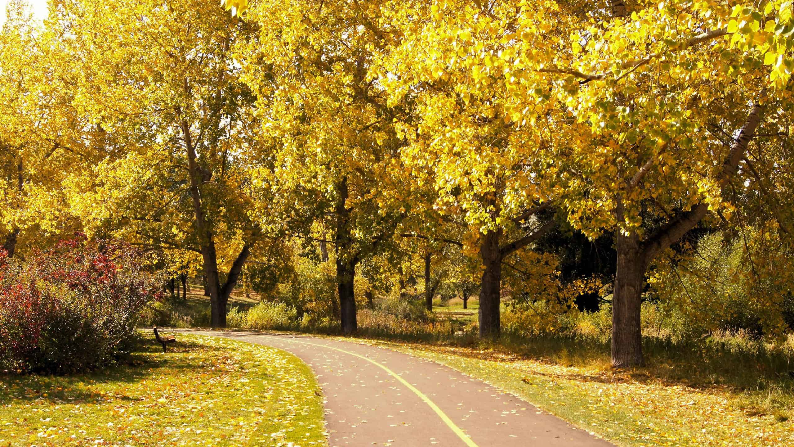 Path through a city park with vibrant autumn foliage