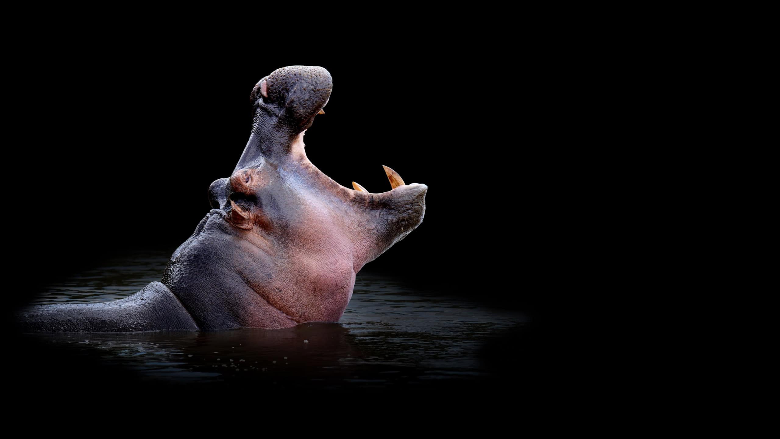 Close up hippo portrait on black background