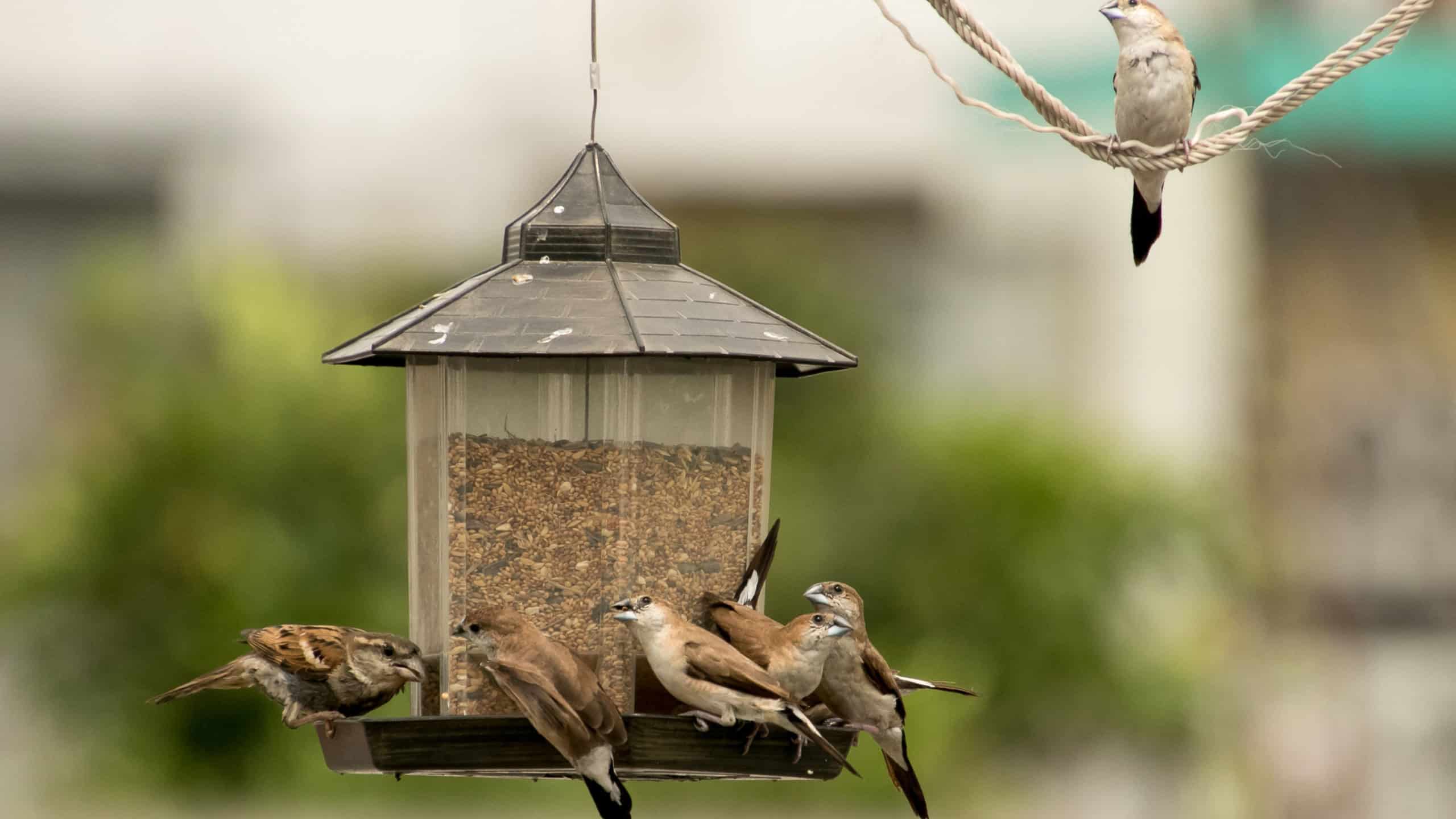 A small flock of birds feeding from a bird feeder with another bird perching on a hanging rope