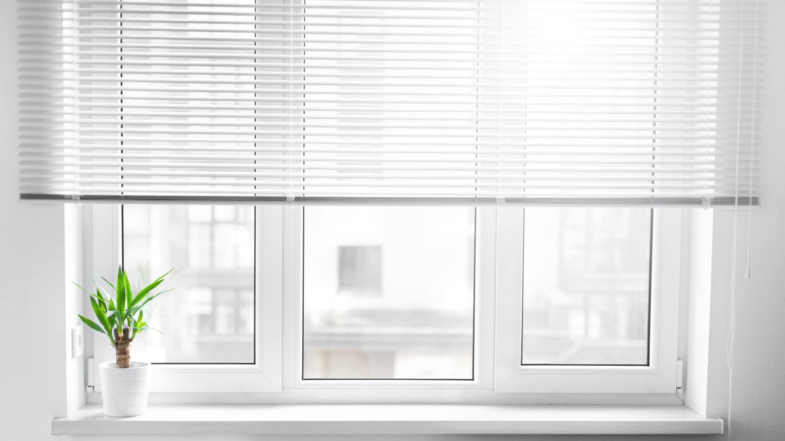 A potted yucca plant on a windowsill. The window is covered with white blinds.