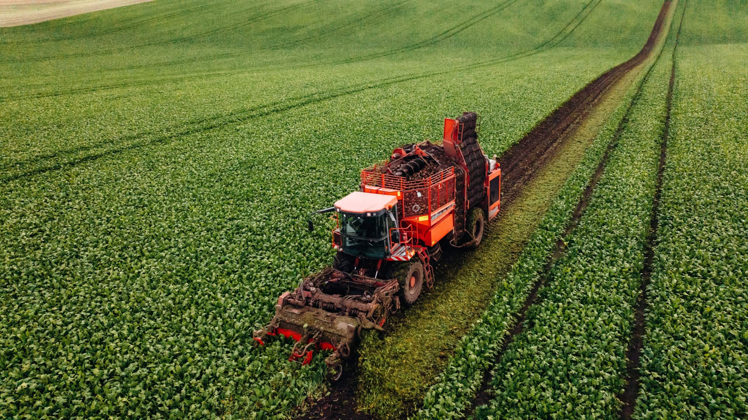 Aerial view of beet harvester on the green agricultural field.