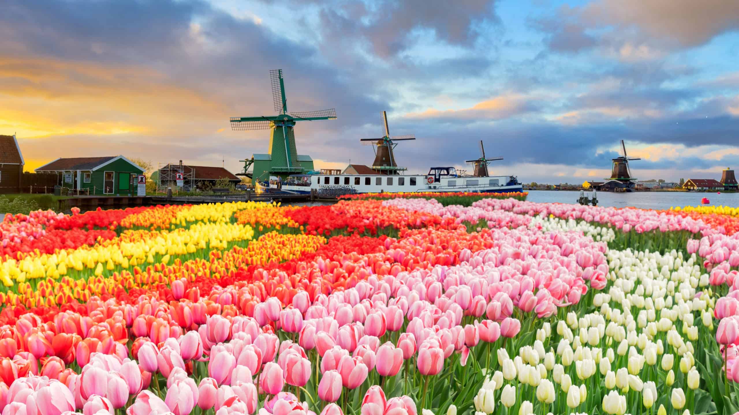 Dutch windmills over tulip flowers field in sunny day, Netherlands