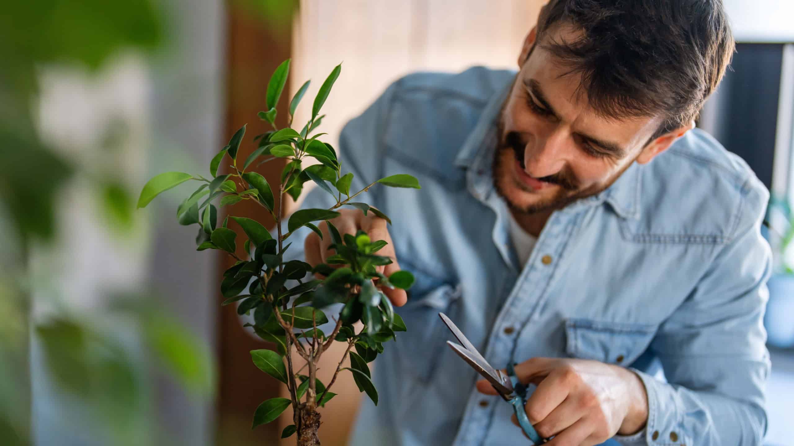 A man trimming indoor plants, enjoying home gardening and relaxation at home, peaceful weekend