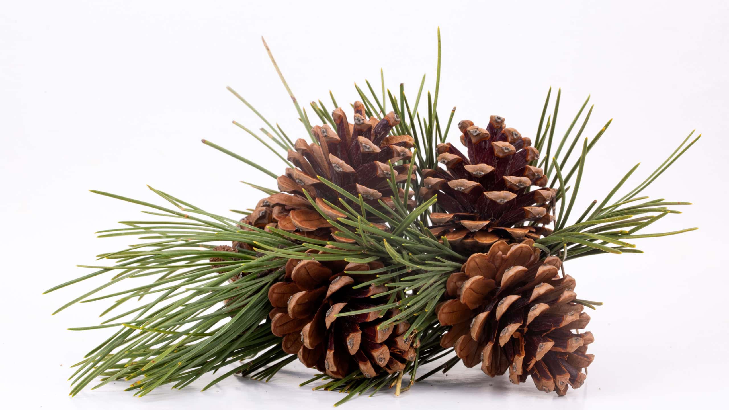Pinecone isolated on the white background