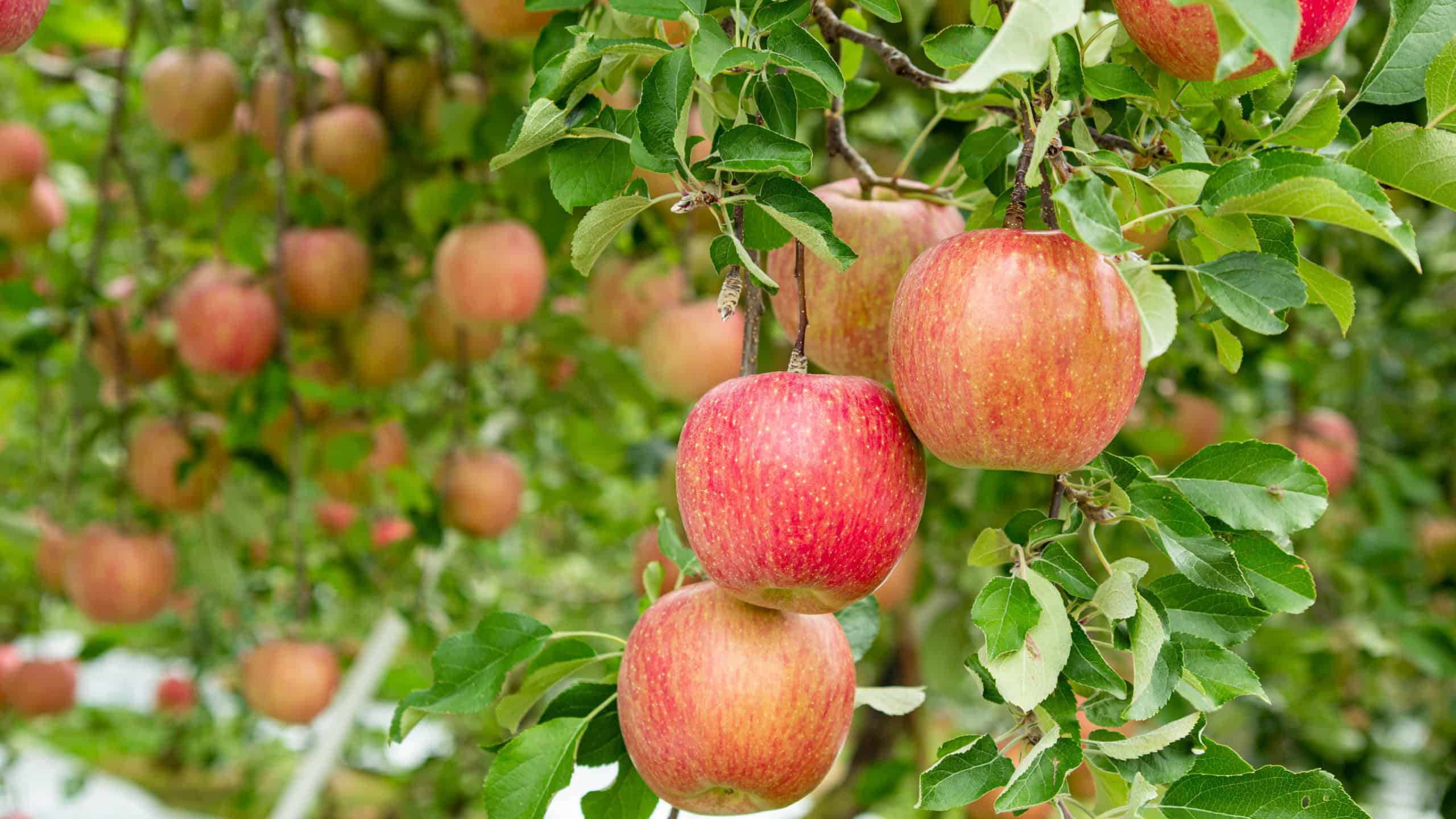 Delicious fuji apples in Japanese orchard.
