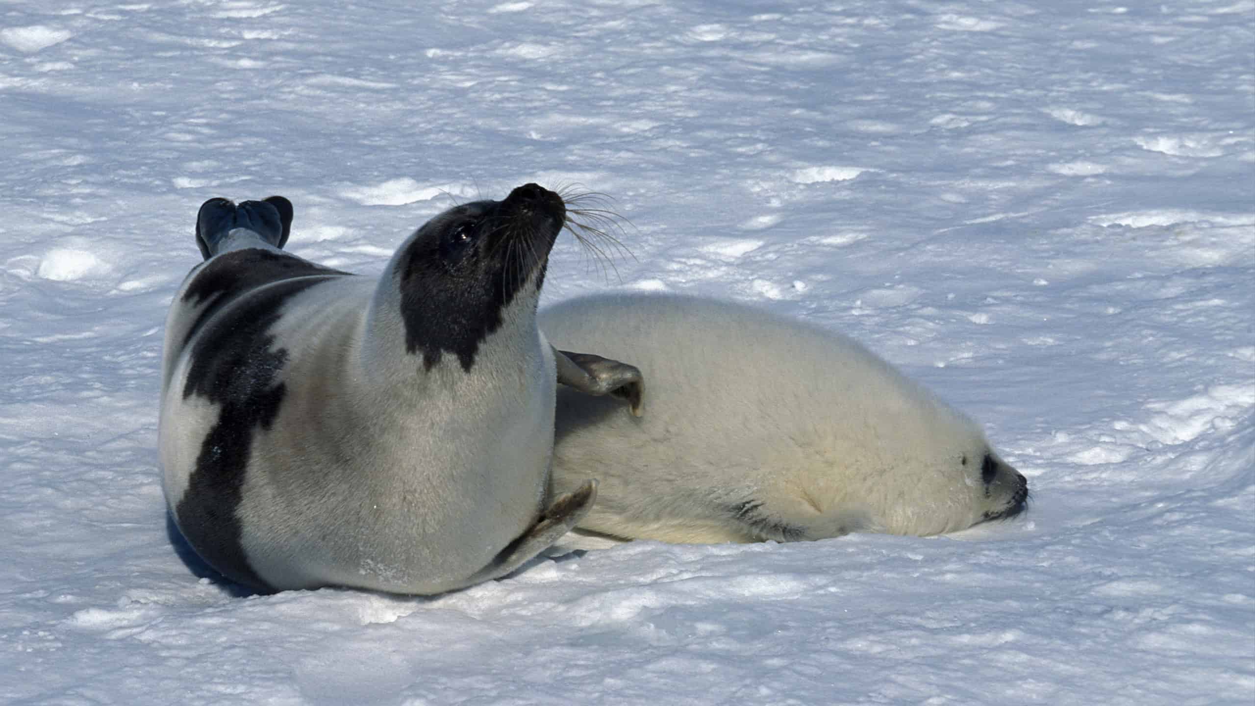 Harp seal