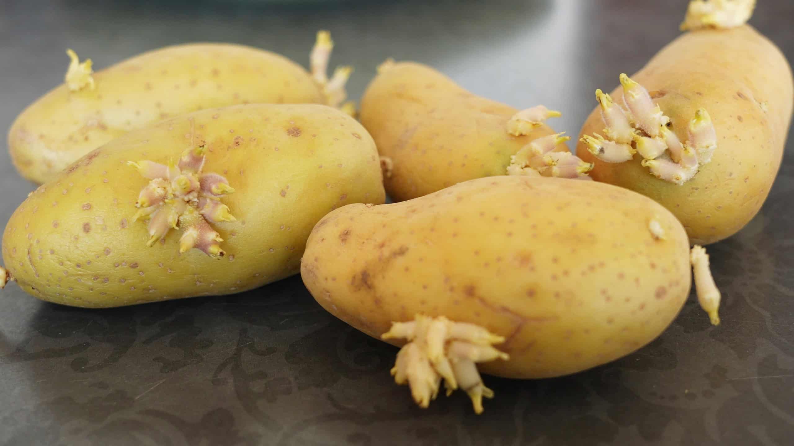 Closeup view of sprouting organic potatoes spinning slowly around isolated on black table background