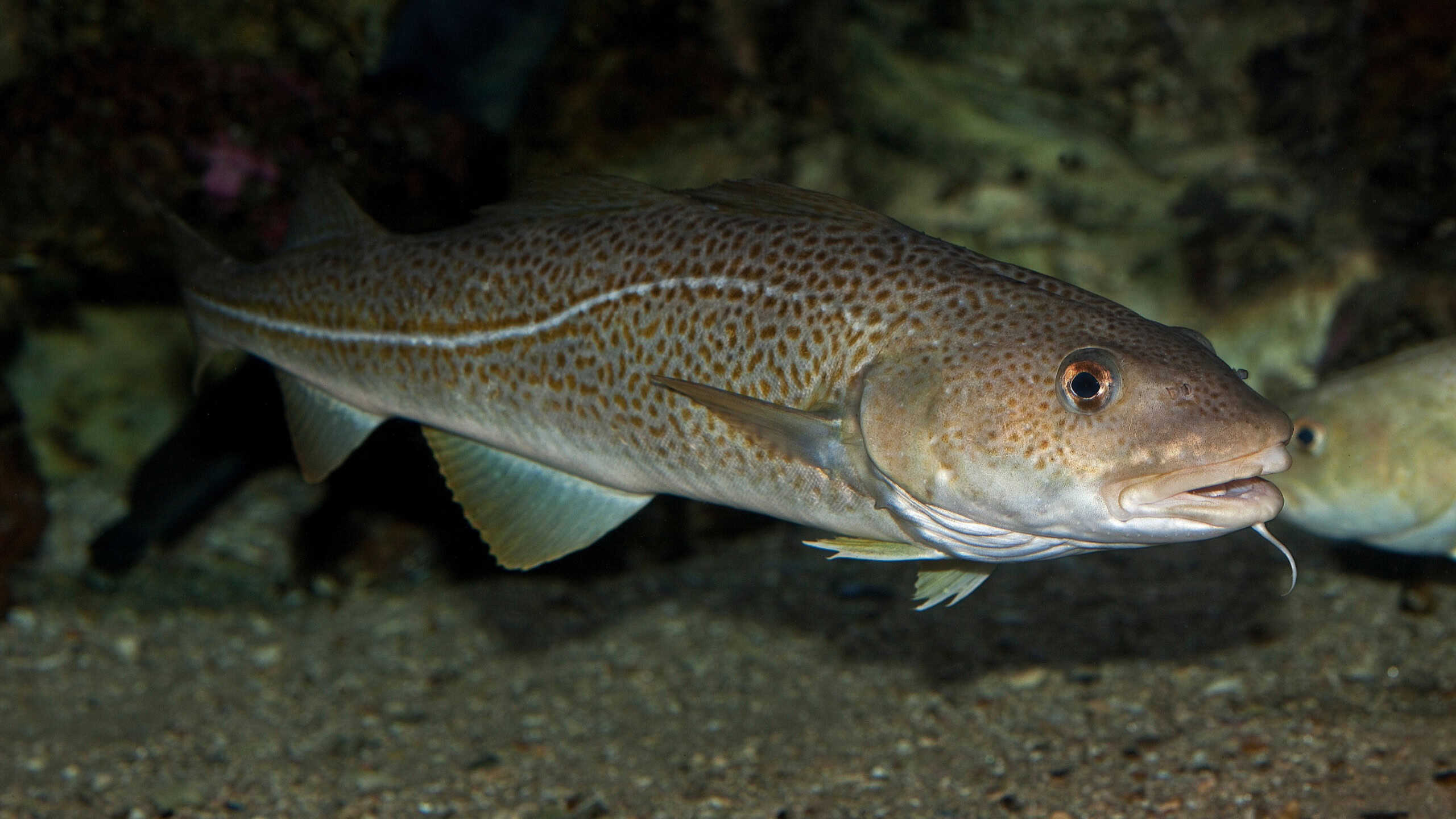 Atlantic Cod, gadus morhua Atlantic Cod,