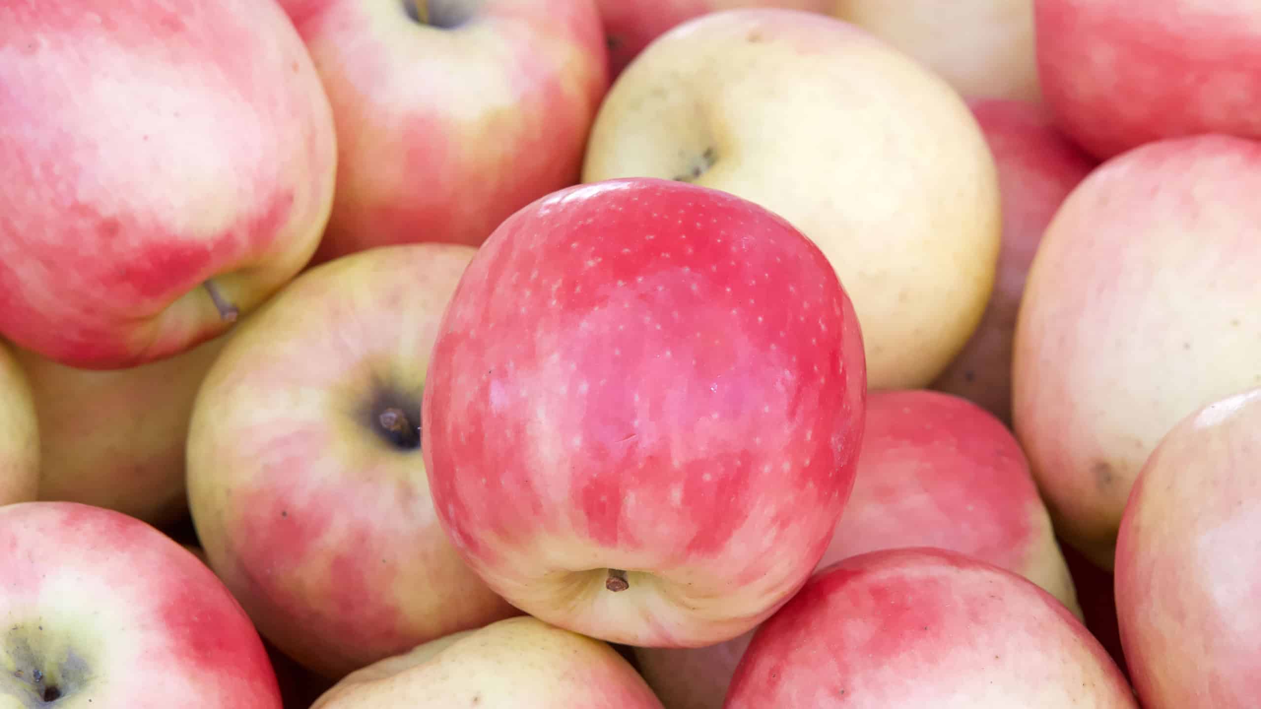 Close up on large pink lady apples, piled for display at Farmers Market