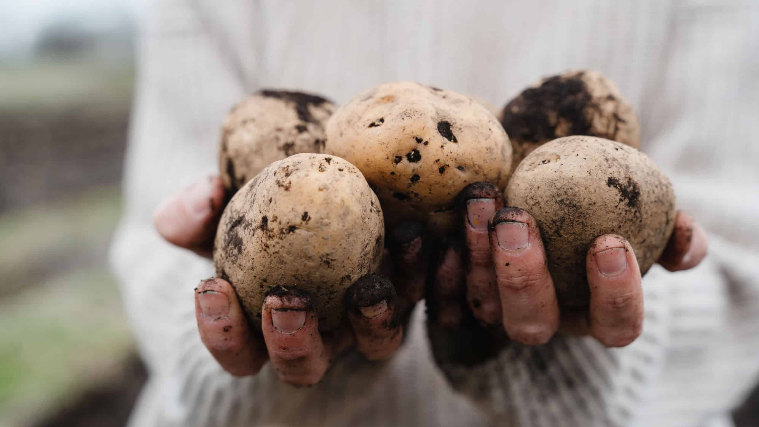 Female farmer showing harvested potatoes in agricultural field area. 