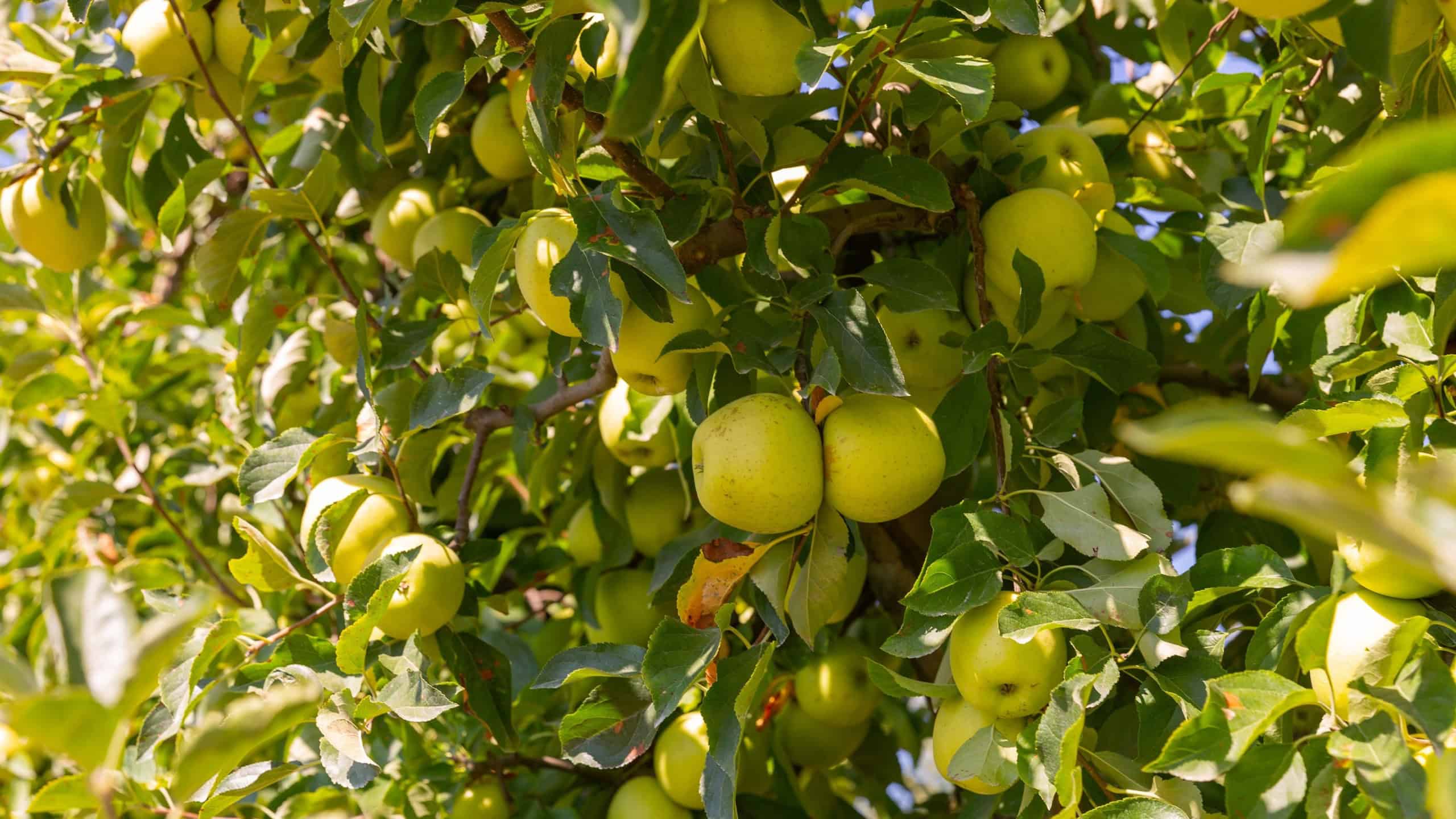 Golden delicious apples hanging from tree branches in garden.
