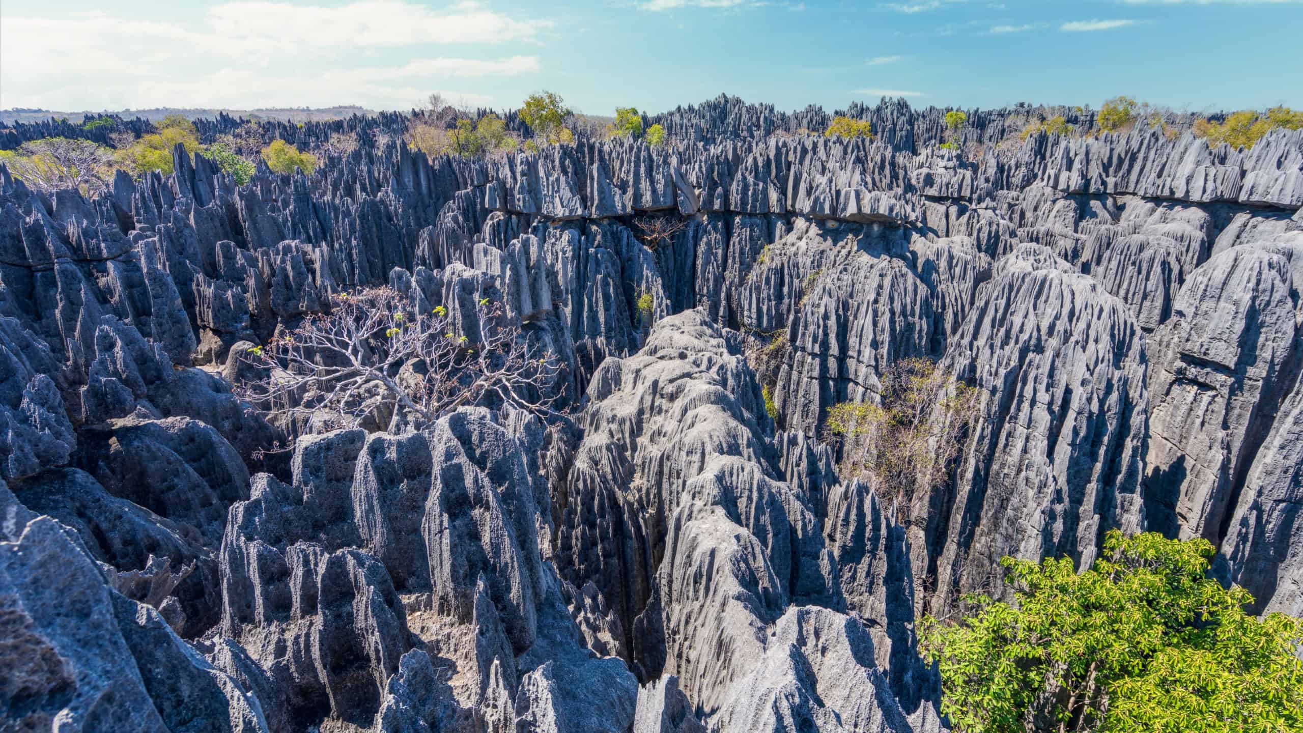 Towering limestone karst formations create the breathtaking landscape of Tsingy de Bemaraha National Park. Sharp, jagged peaks and deep canyons provide breathtaking views. Madagascar, Africa.