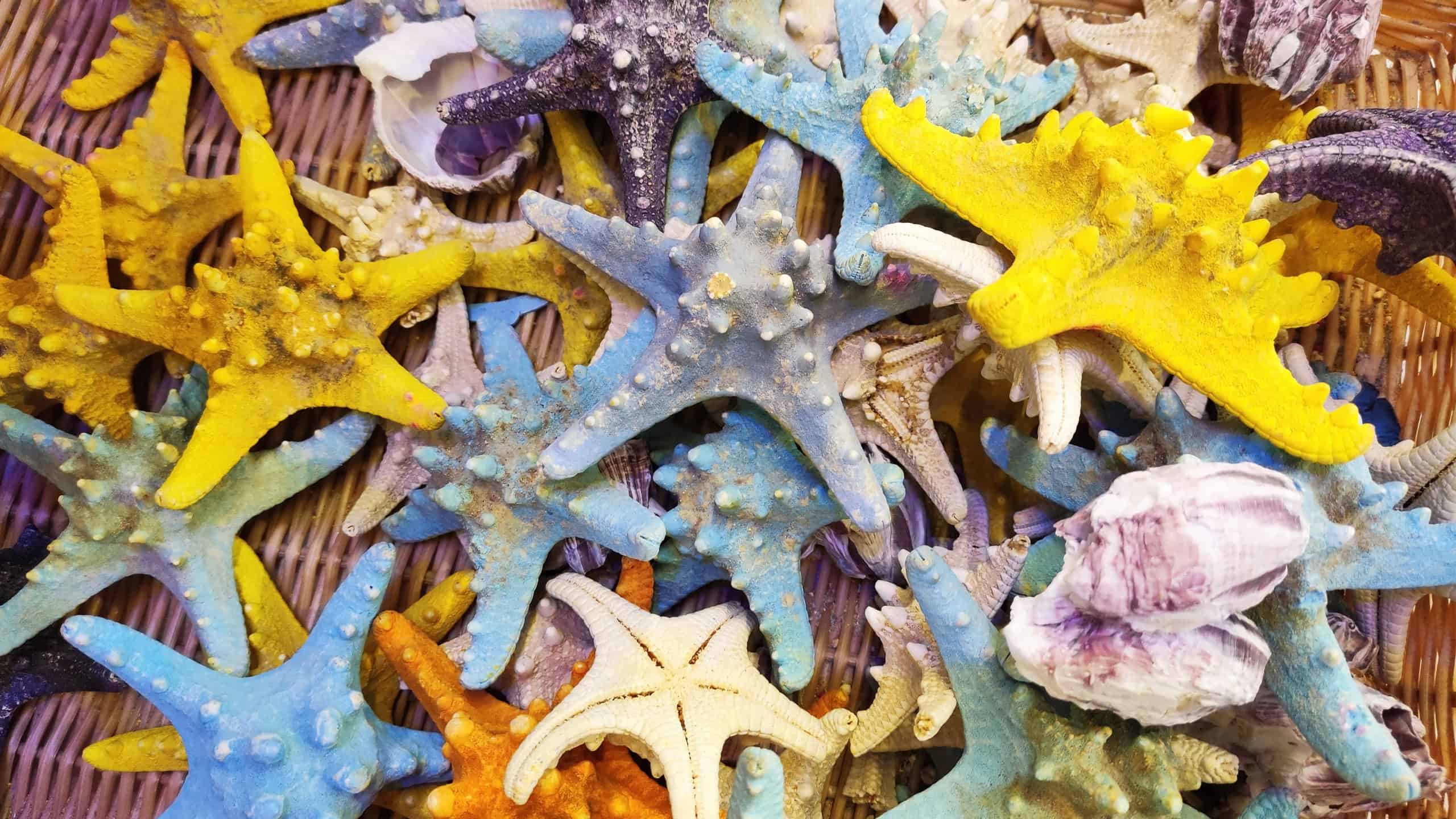 Multicolored dried starfish with decorative pattern