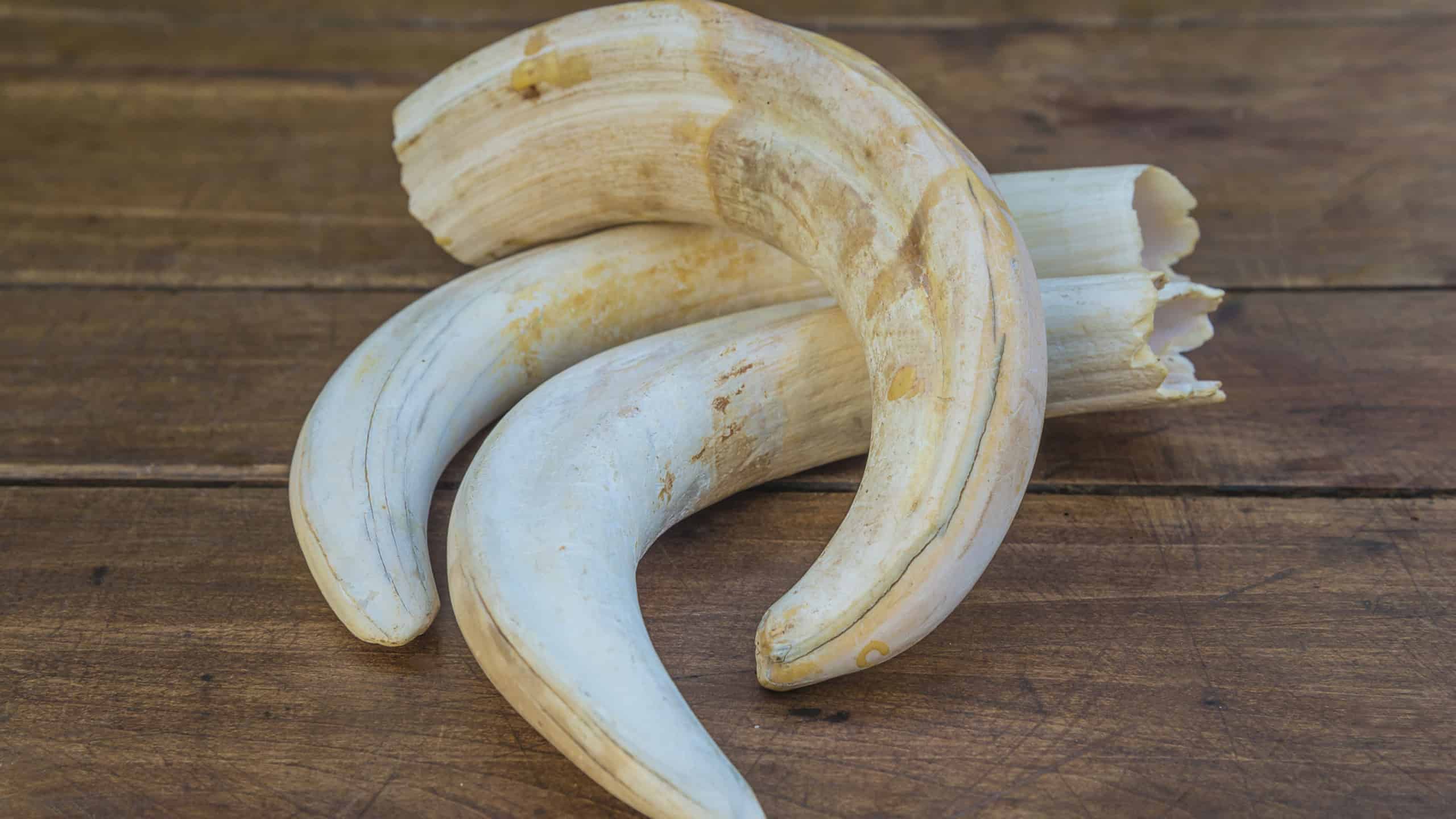 Three tusks on a wooden background