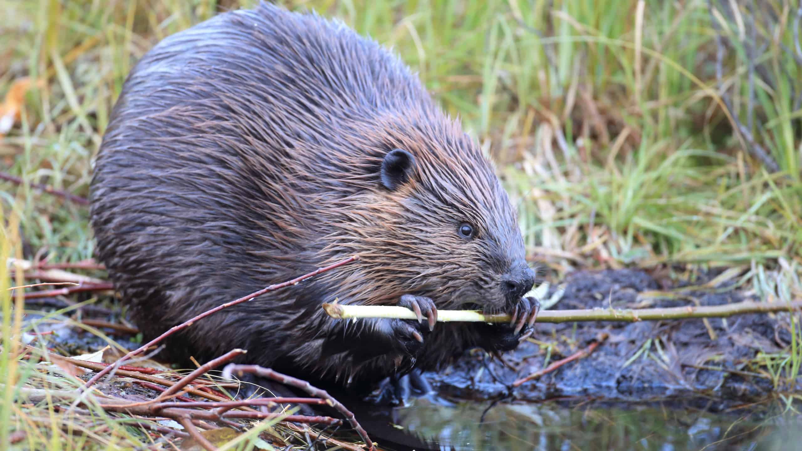 North American Beaver 