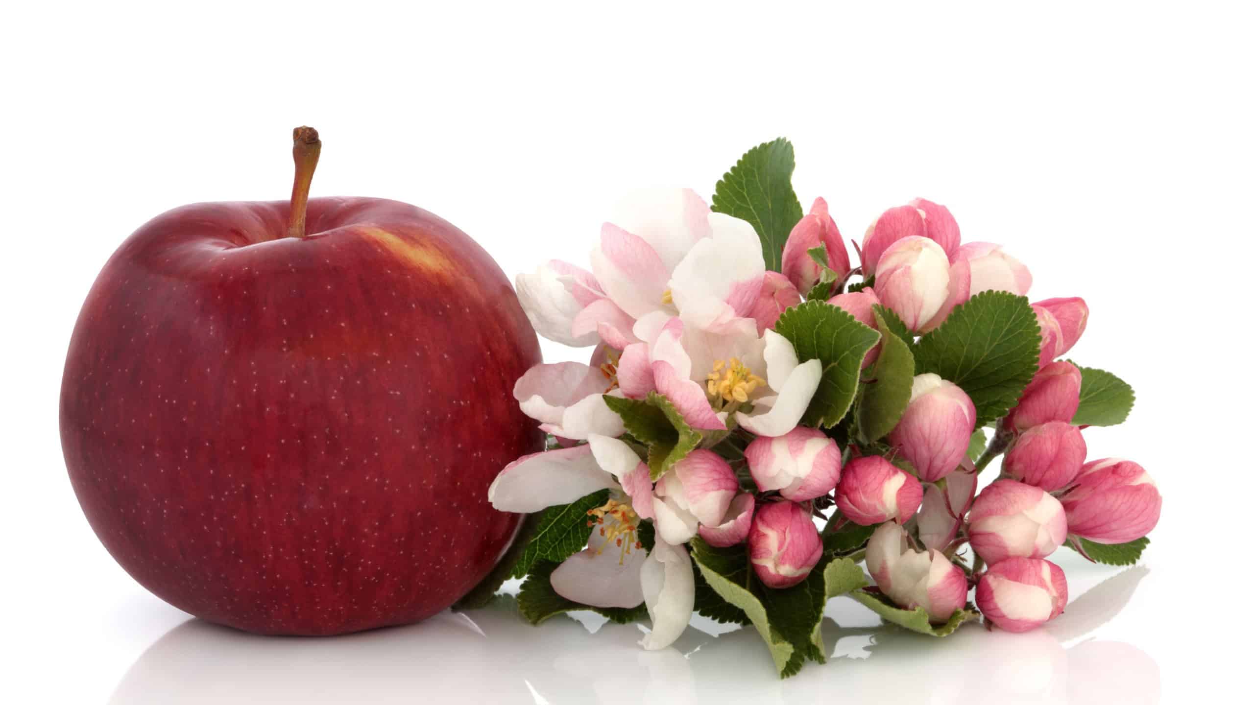 Red apple with spring flower blossom and leaf sprig isolated over white background. Empire variety.