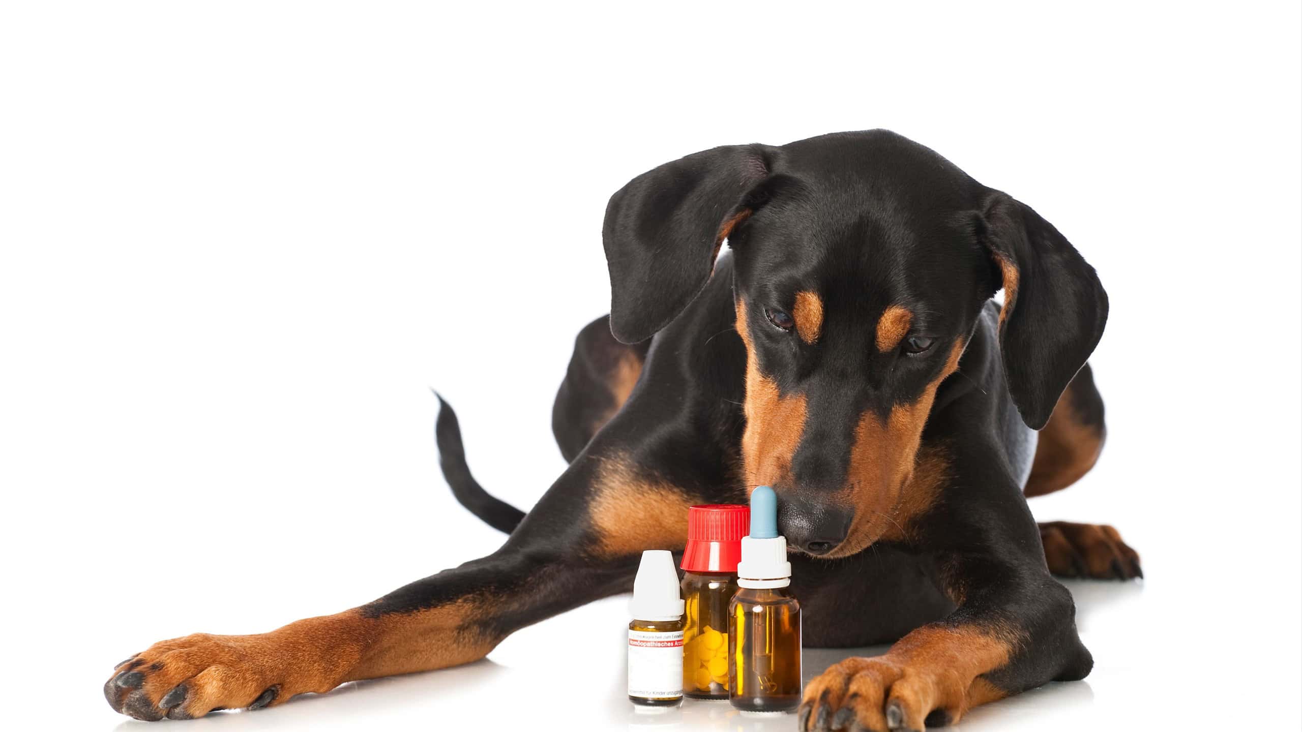 Pinscher dog with alternative medicine on white background