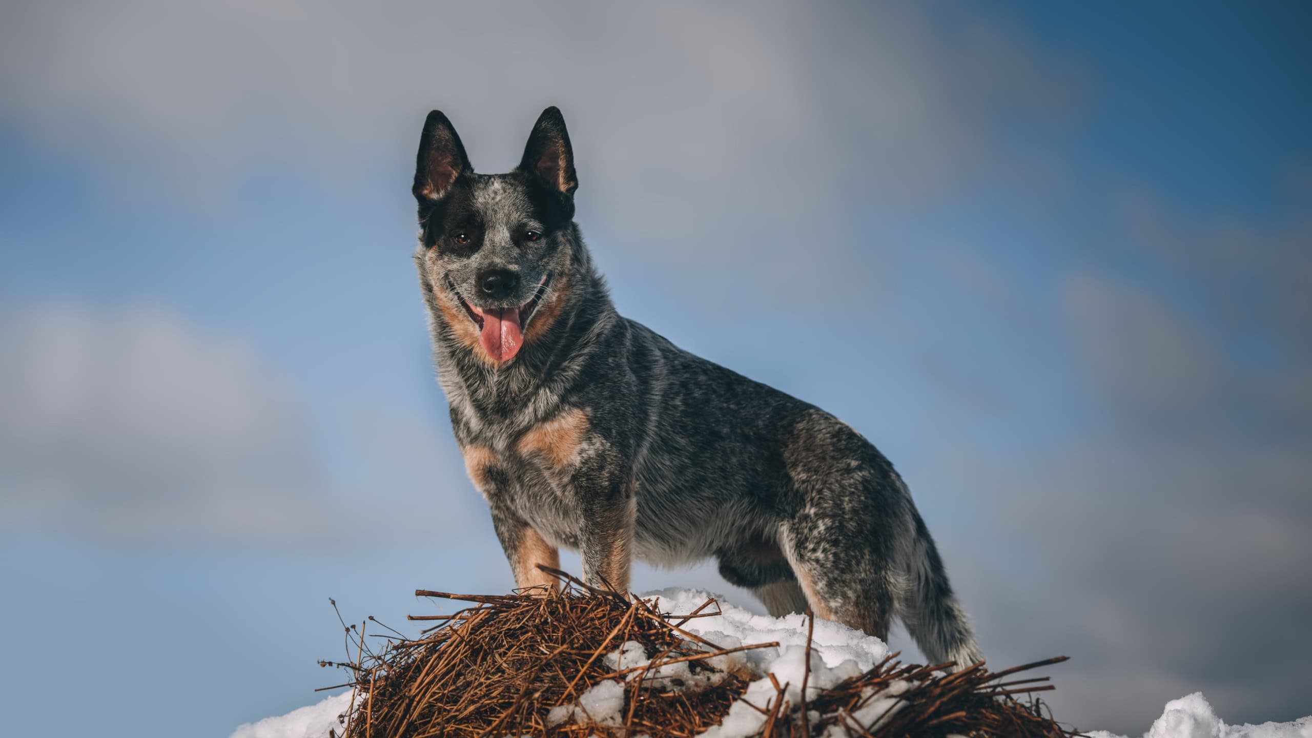 Australian Cattle dog ( Heeler)