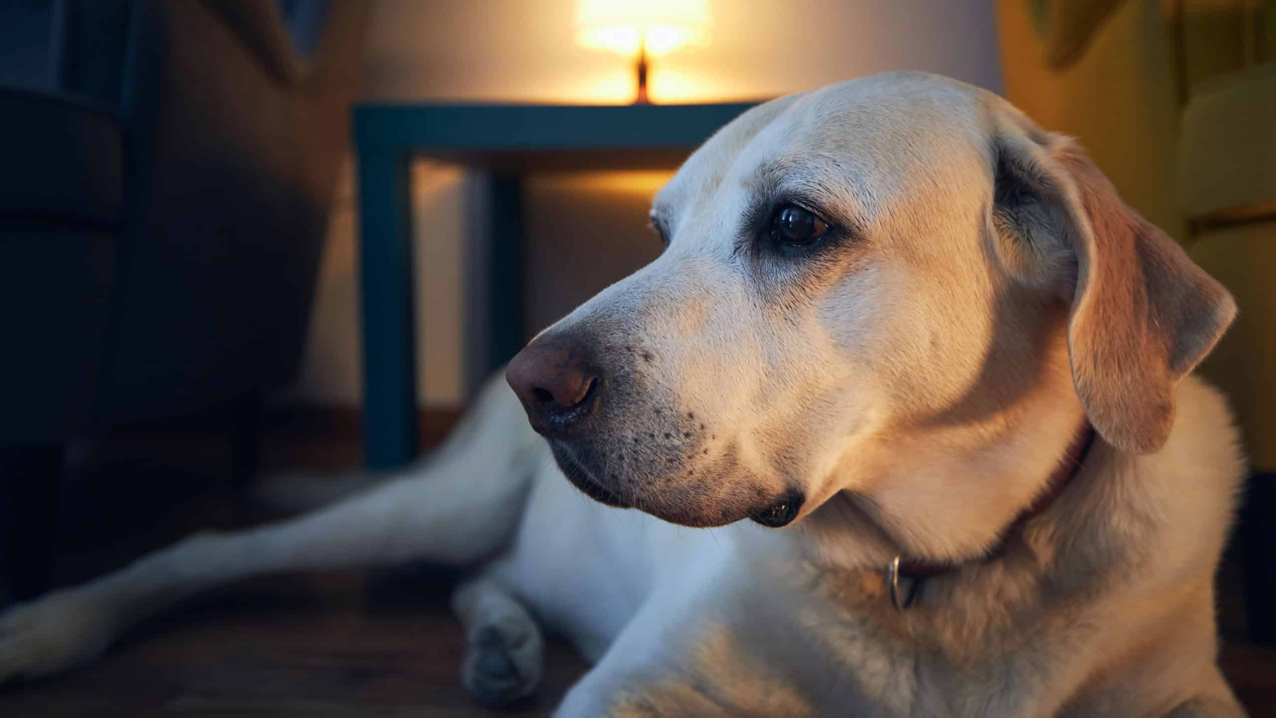 Old dog resting at cozy home. Labrador retrivere lying down against illuminated living room.