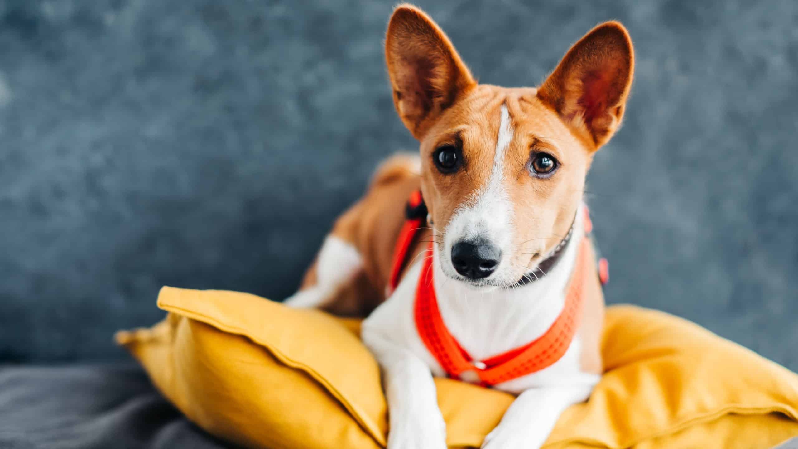 Portrait of red white basenji dog sitting on yellow pillow.