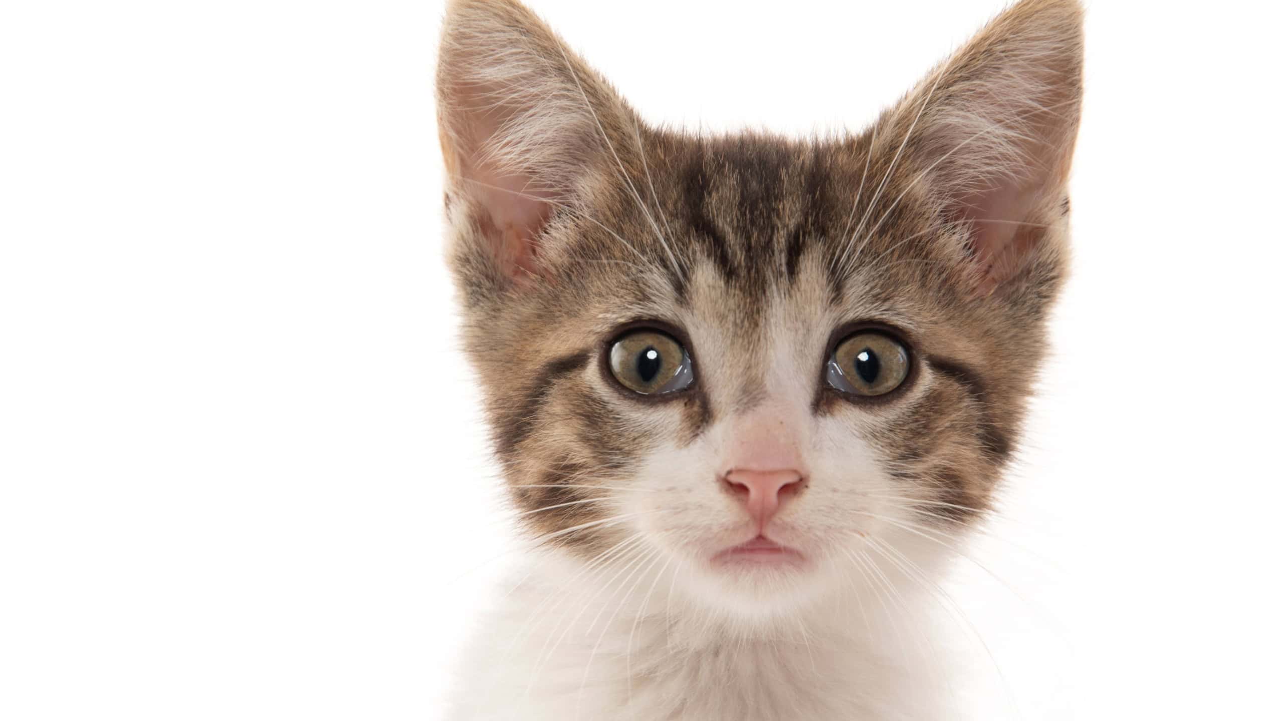 Cute baby tabby kitten looking straight into camera on white background
